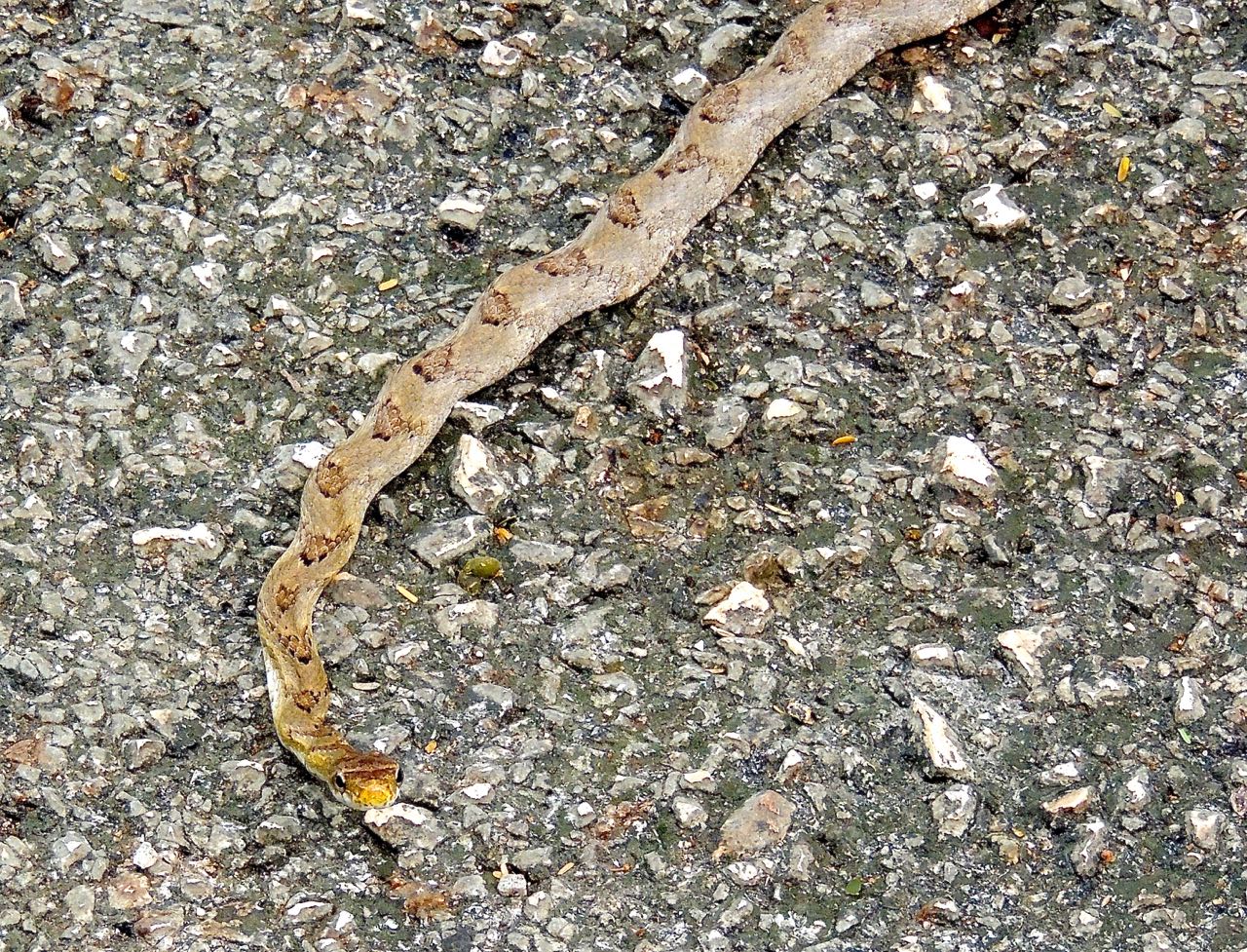 Tropical Rat Snake