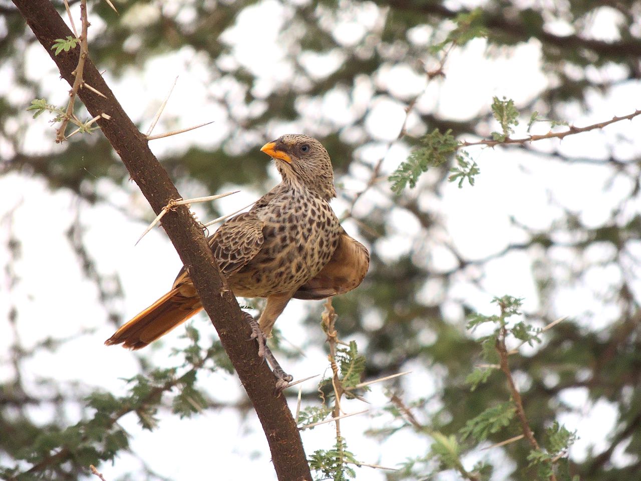 Red-billed Buffalo-Weaver