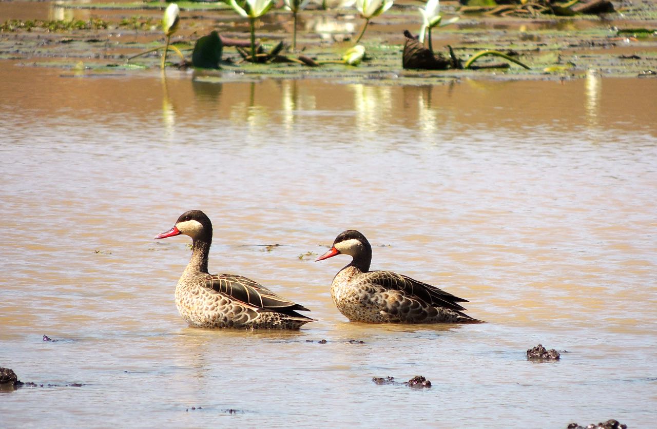 Red-billed Ducks