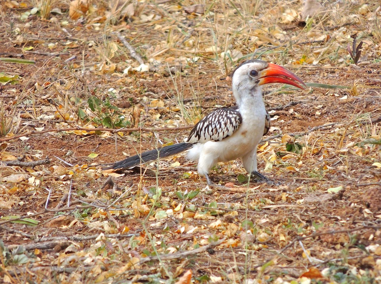 Red-billed Hornbill