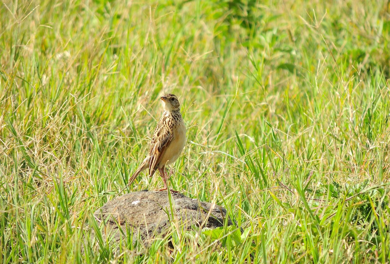 Rosy-breasted Longclaw