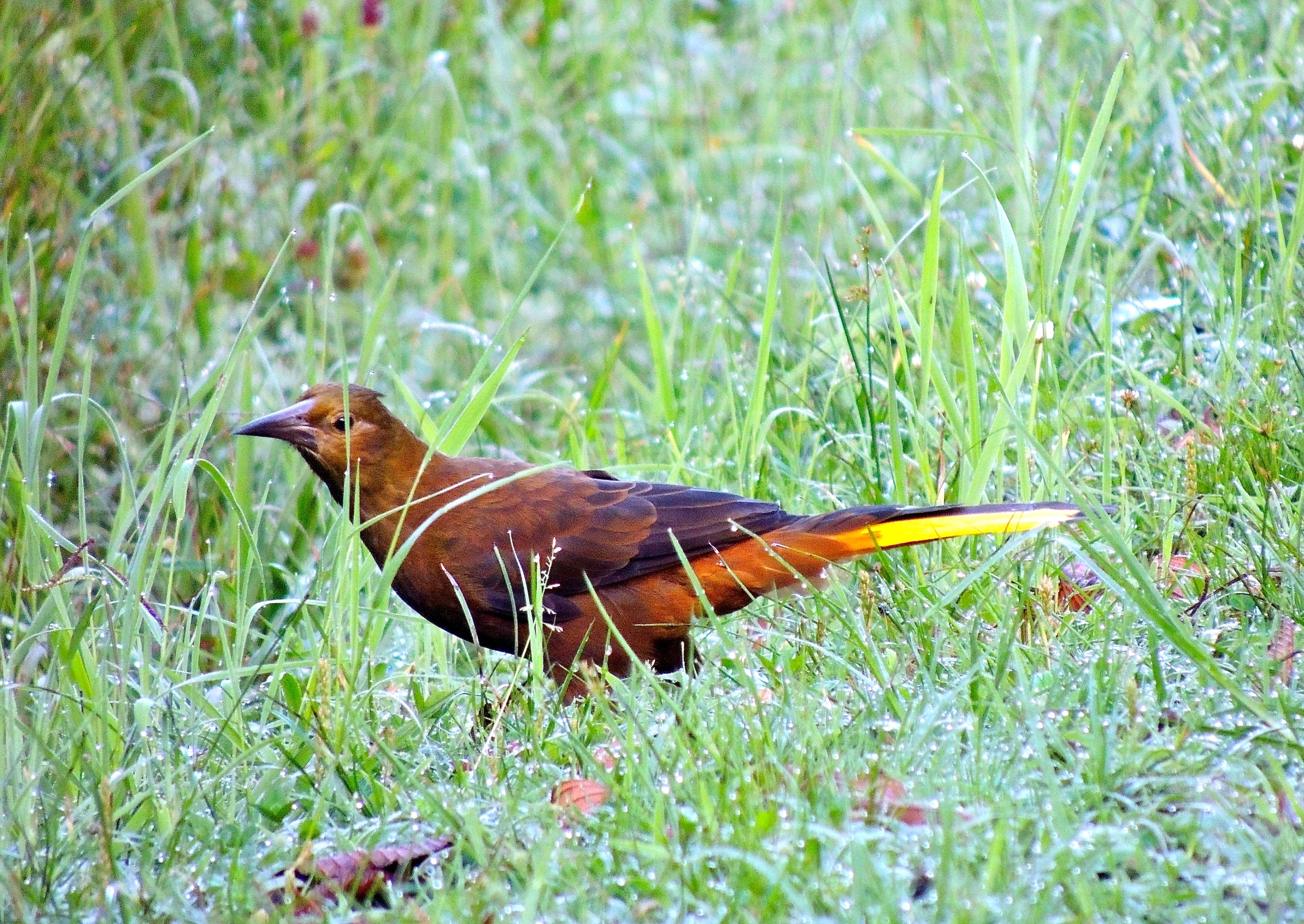 Russet-backed Oropendola