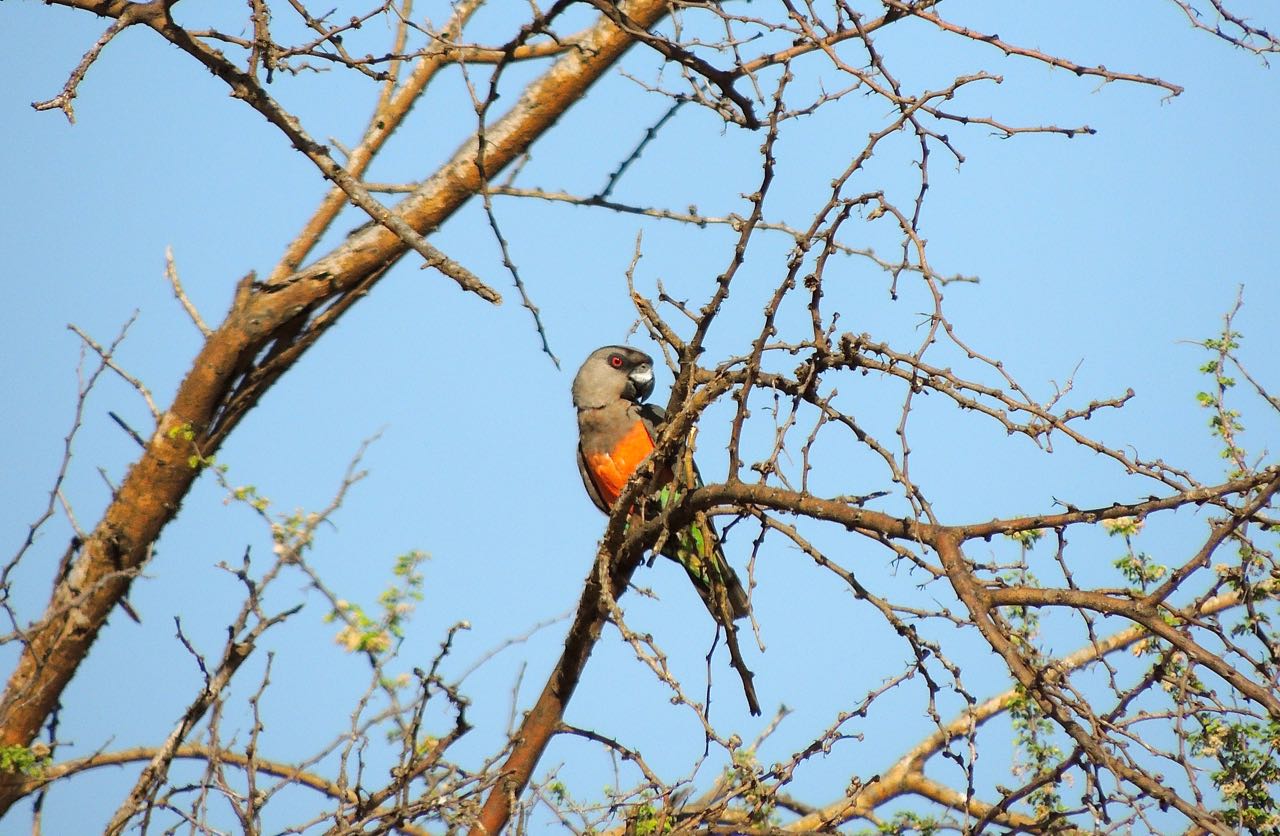 Red-bellied Parrot