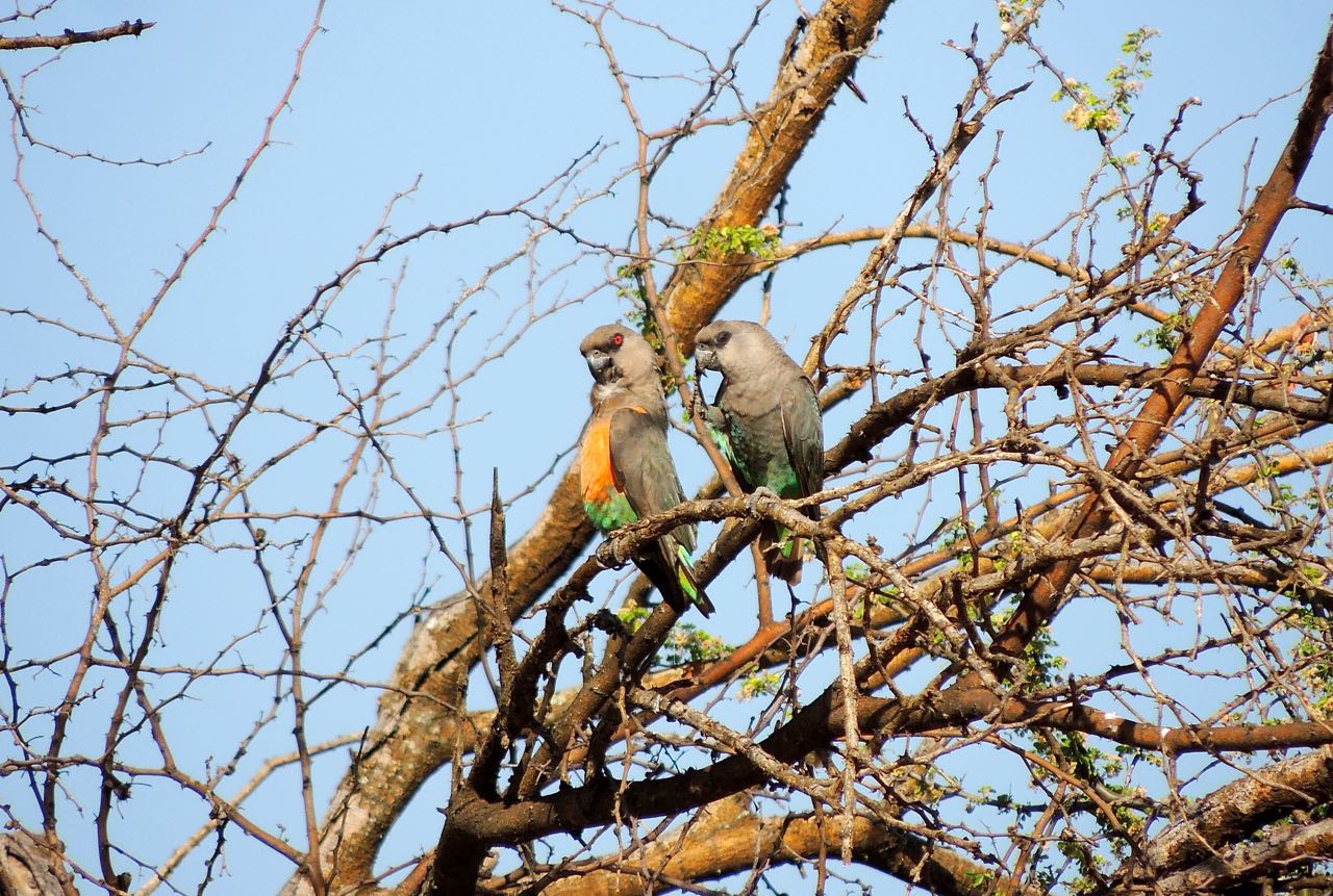 Red-bellied Parrots