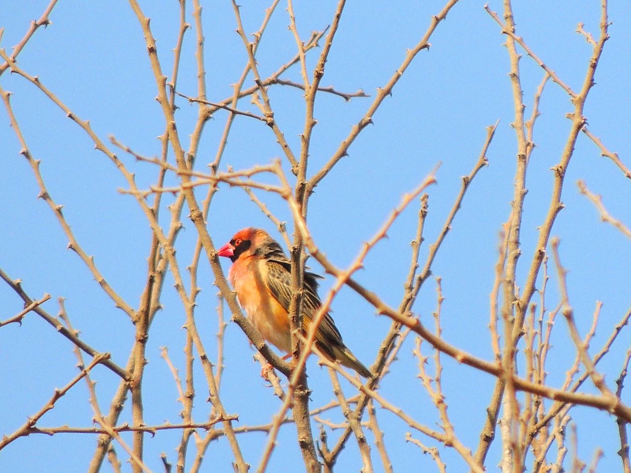 Red-billed Quelia