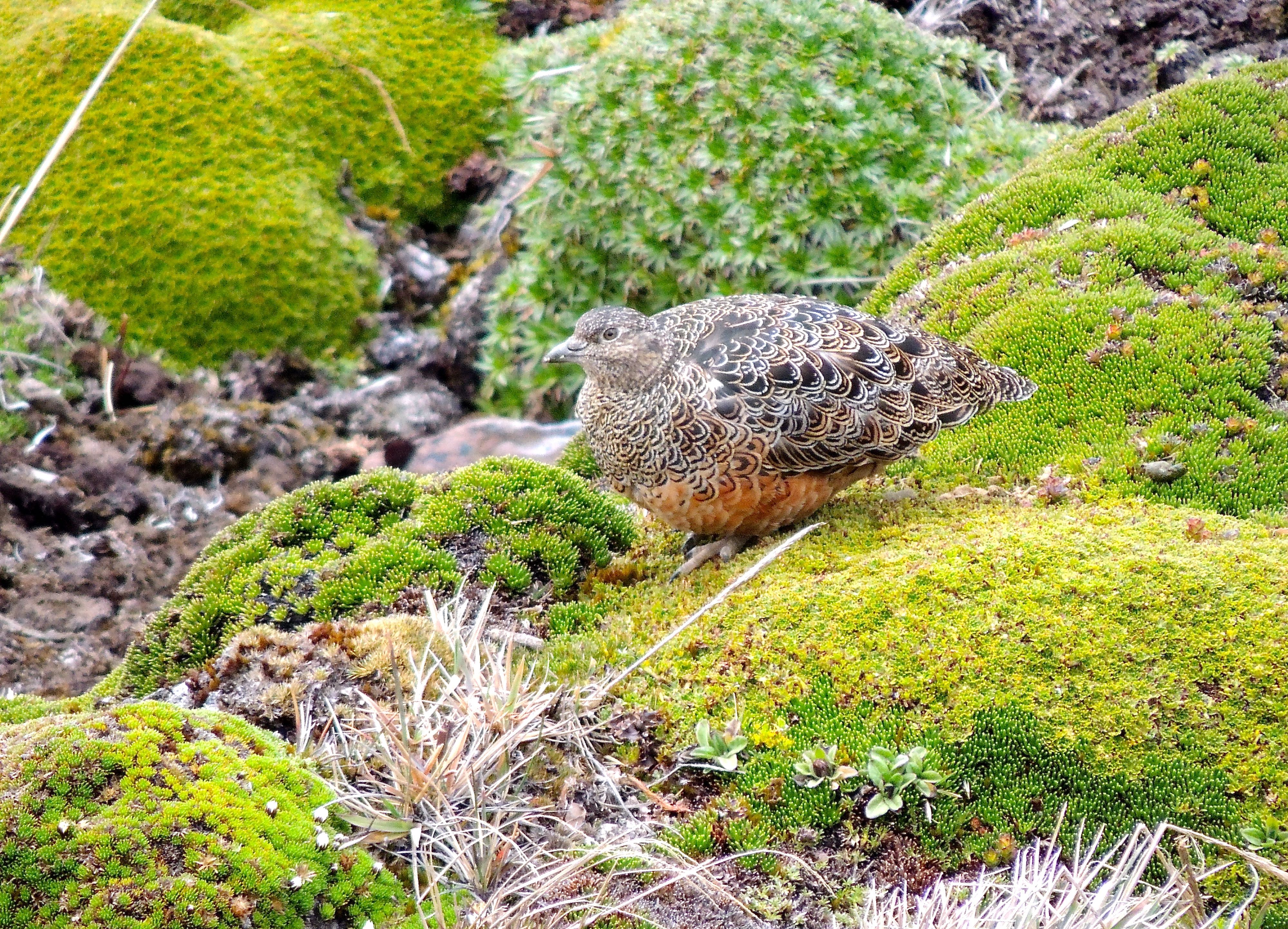 Rufous-bellied Seedsnipe