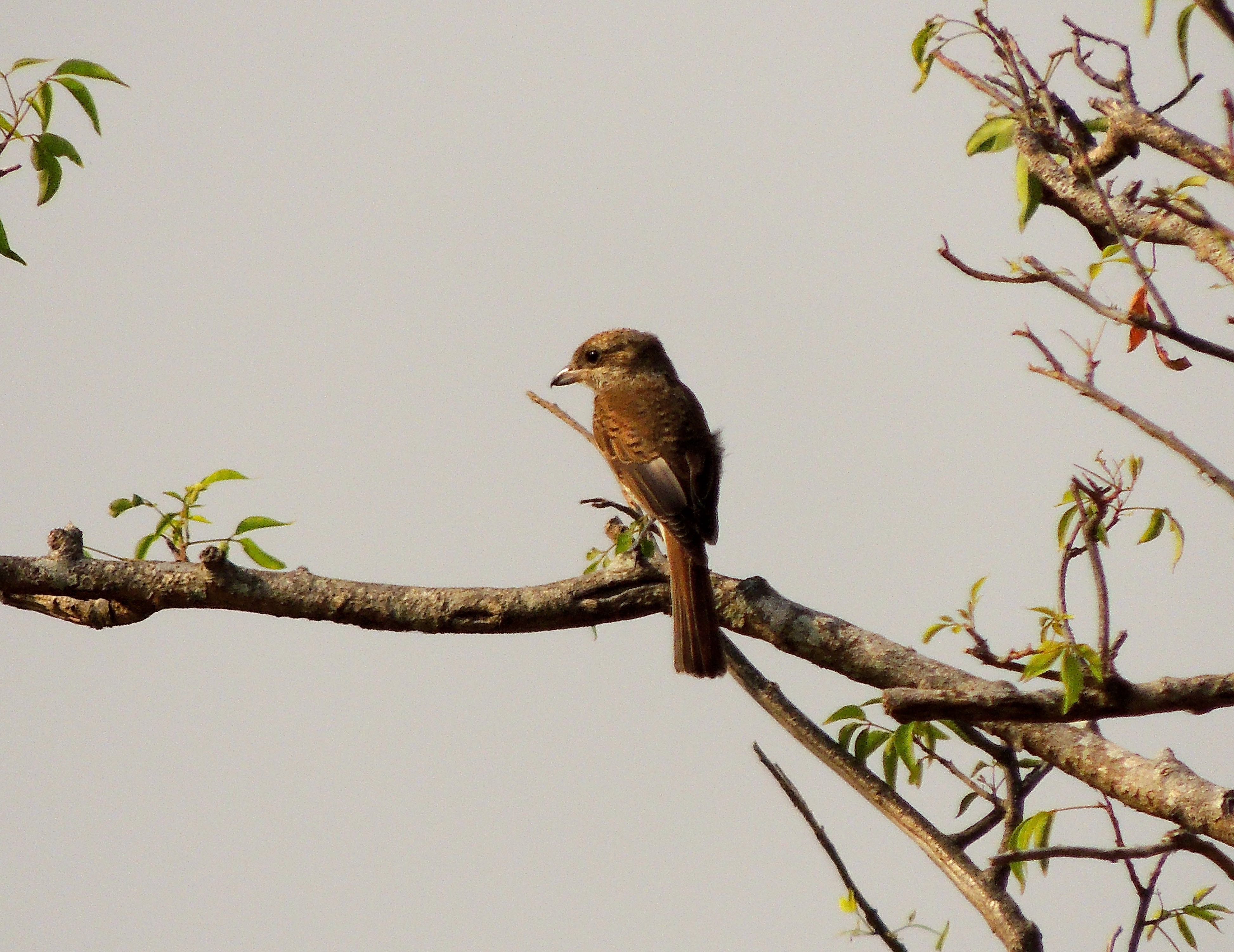 Red-backed Shrike