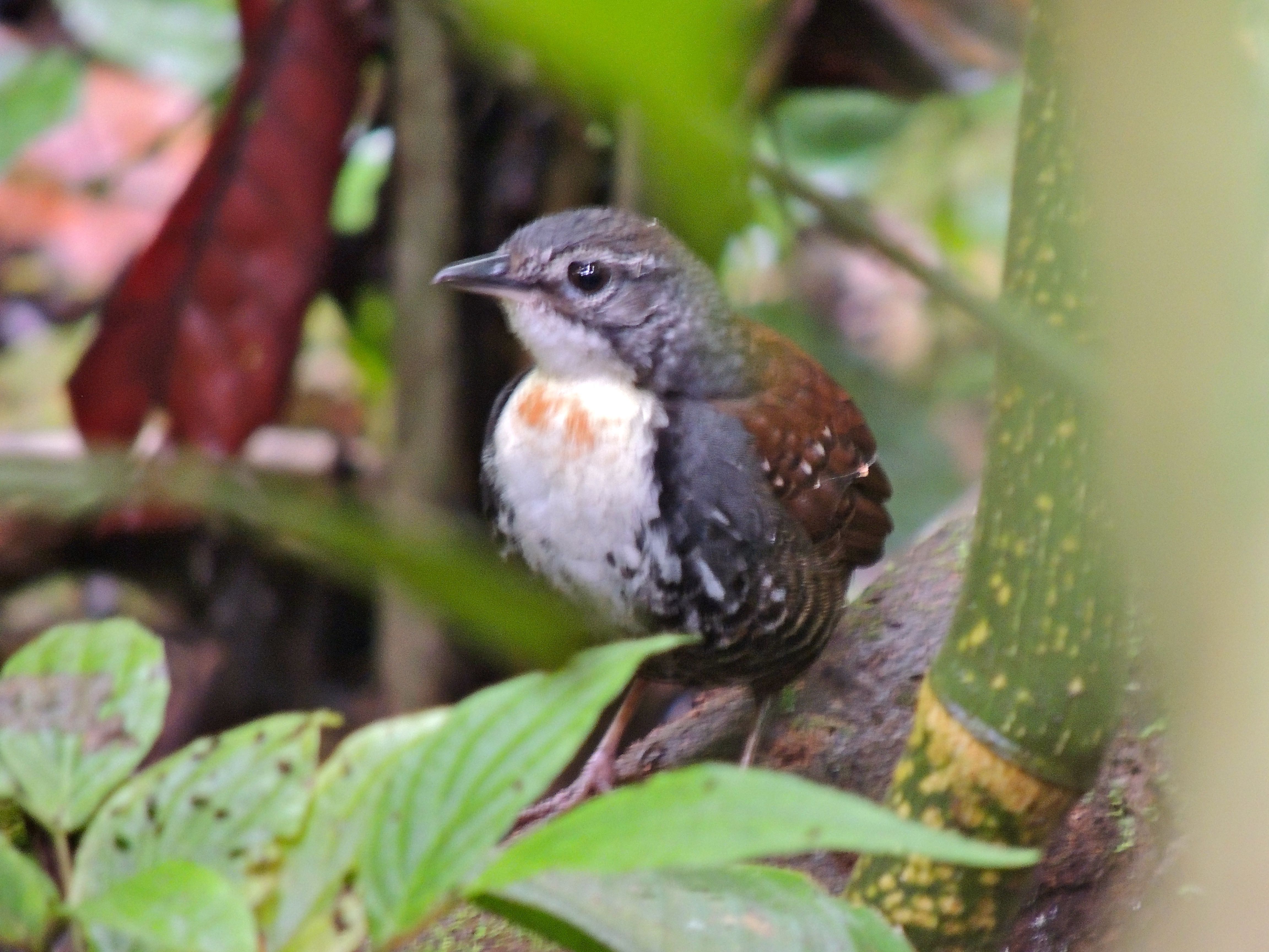 Rusty-belted Tapaculo