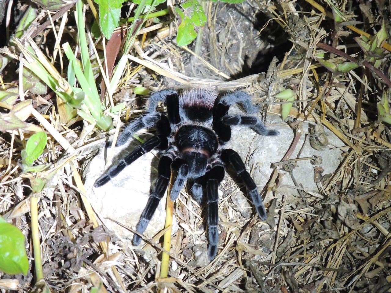 Red-backed Tarantula