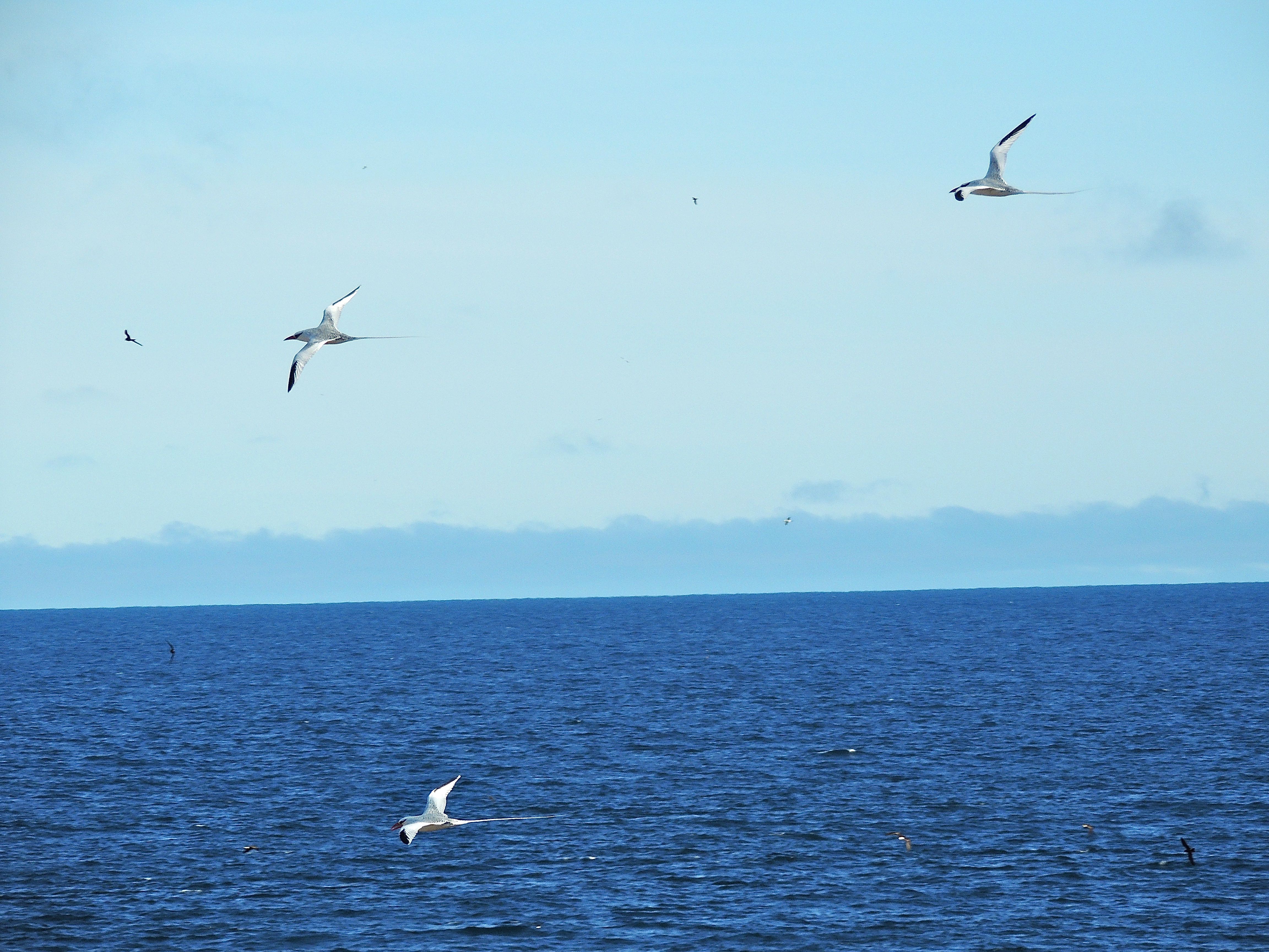 Red-billed Tropicbirds