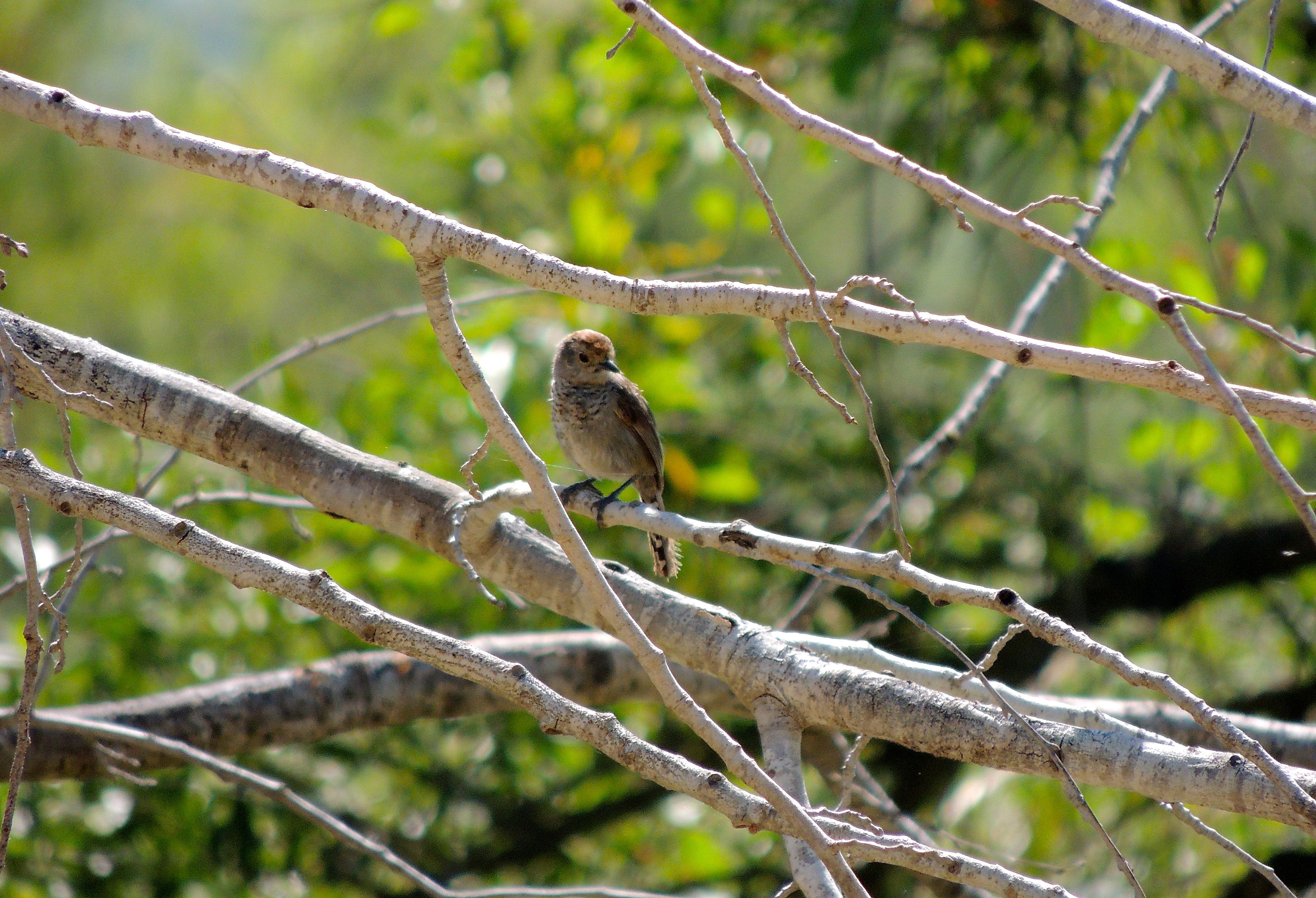 Rufous-capped Antshrike