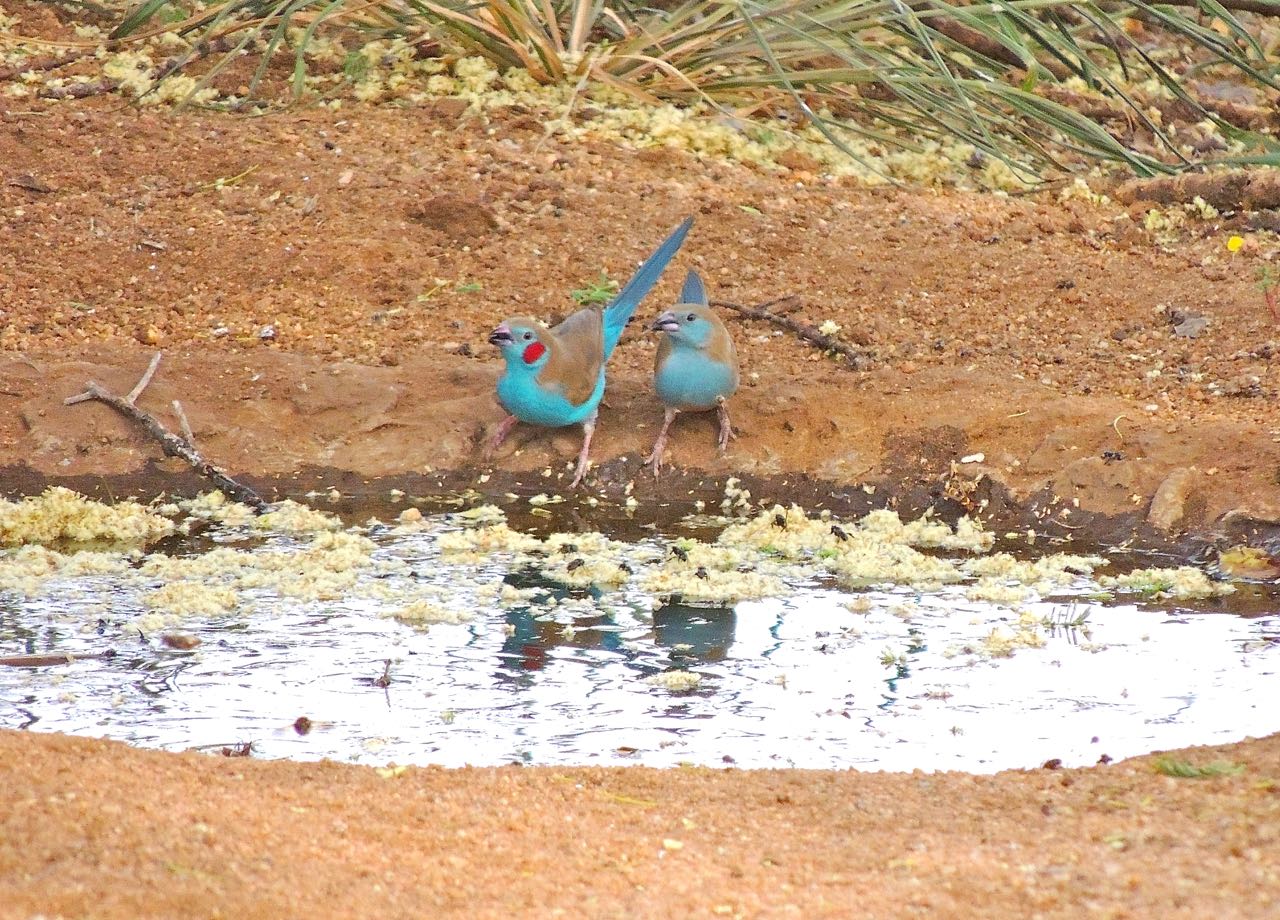 Red-cheeked Cordon-bleus