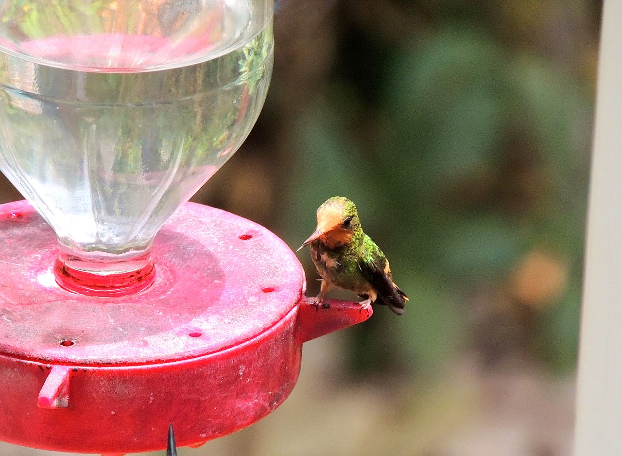 Rufous-crested Coquette