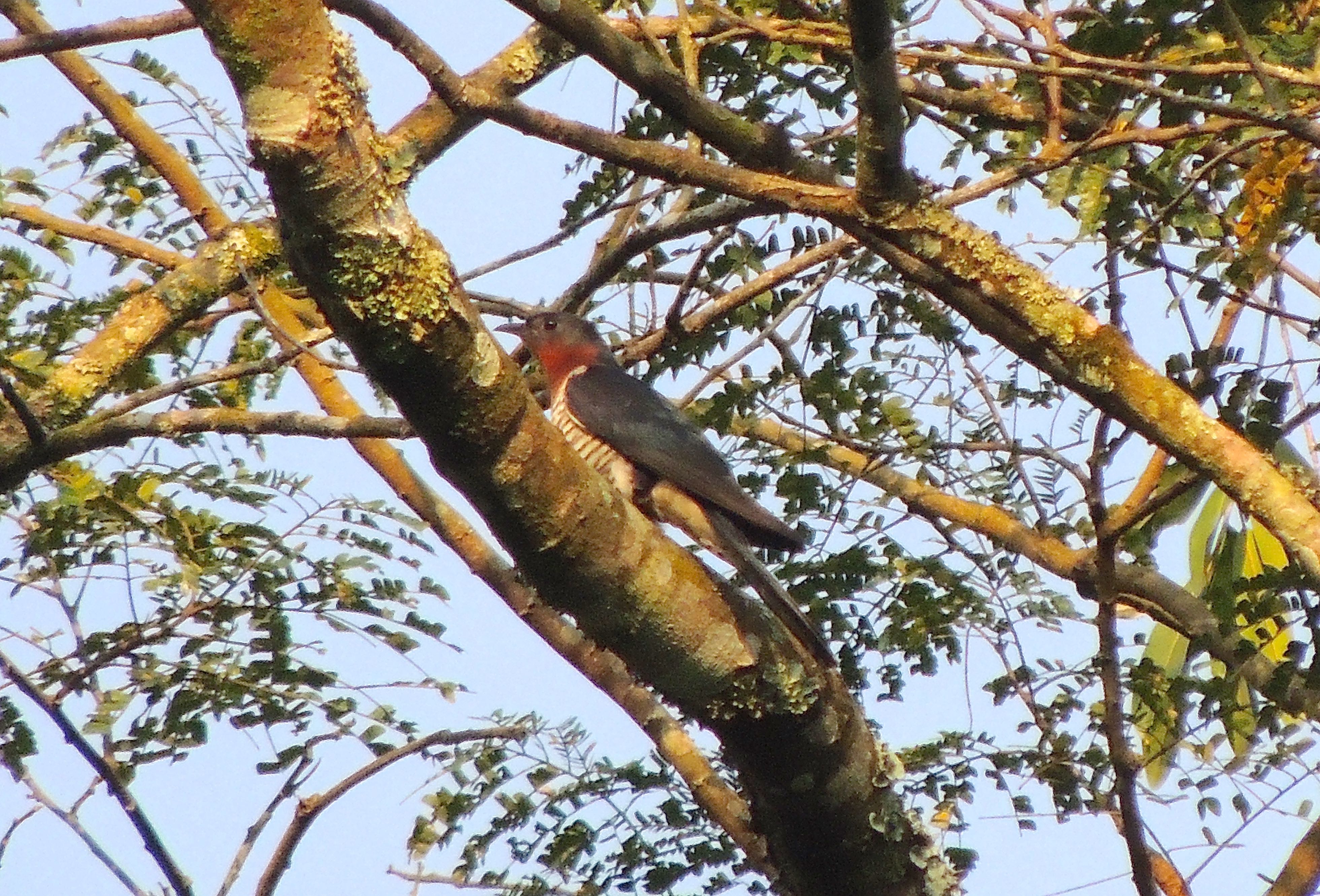 Red-chested Cuckoo