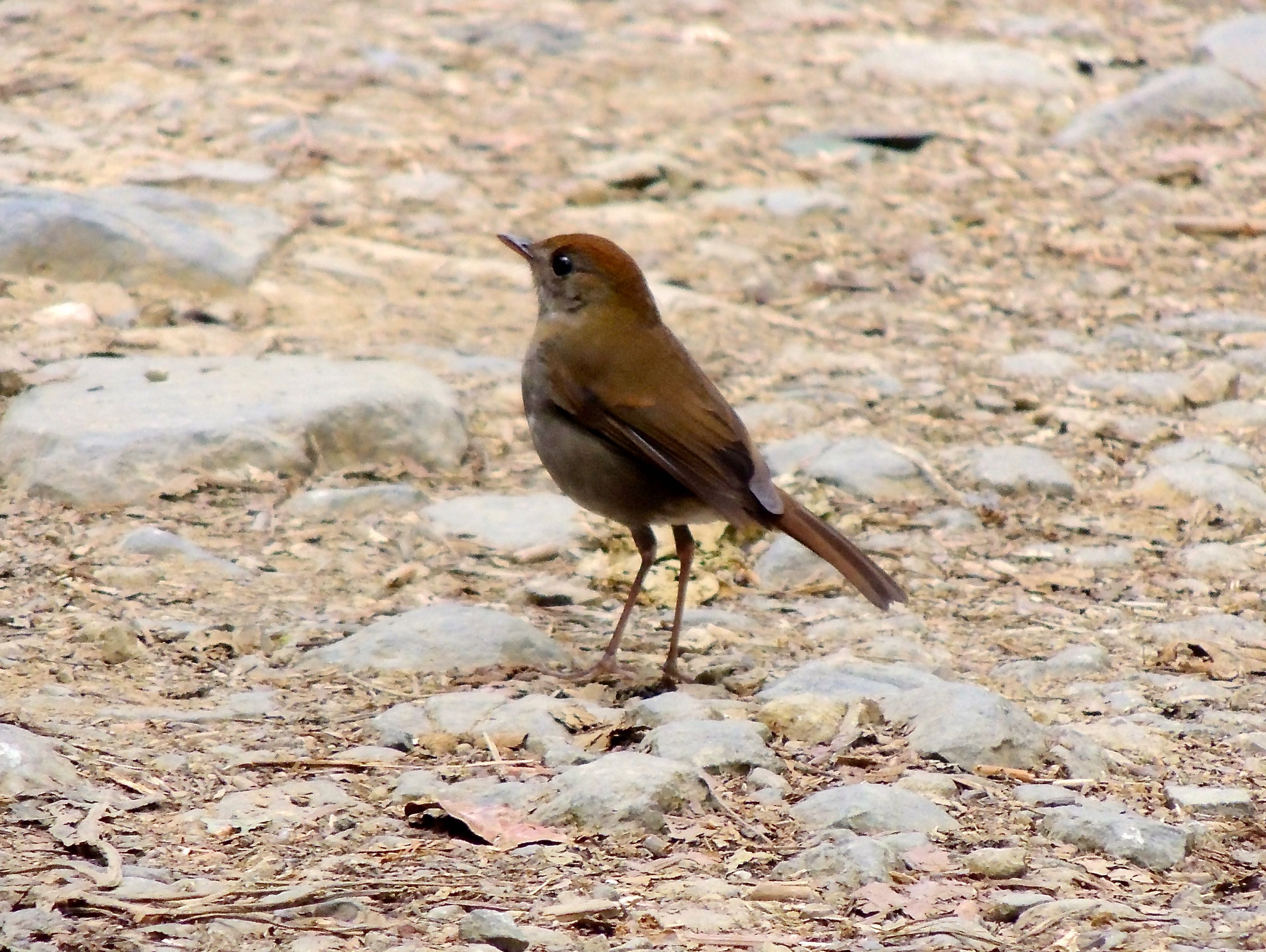 Ruddy-capped Nightingale-Thrush