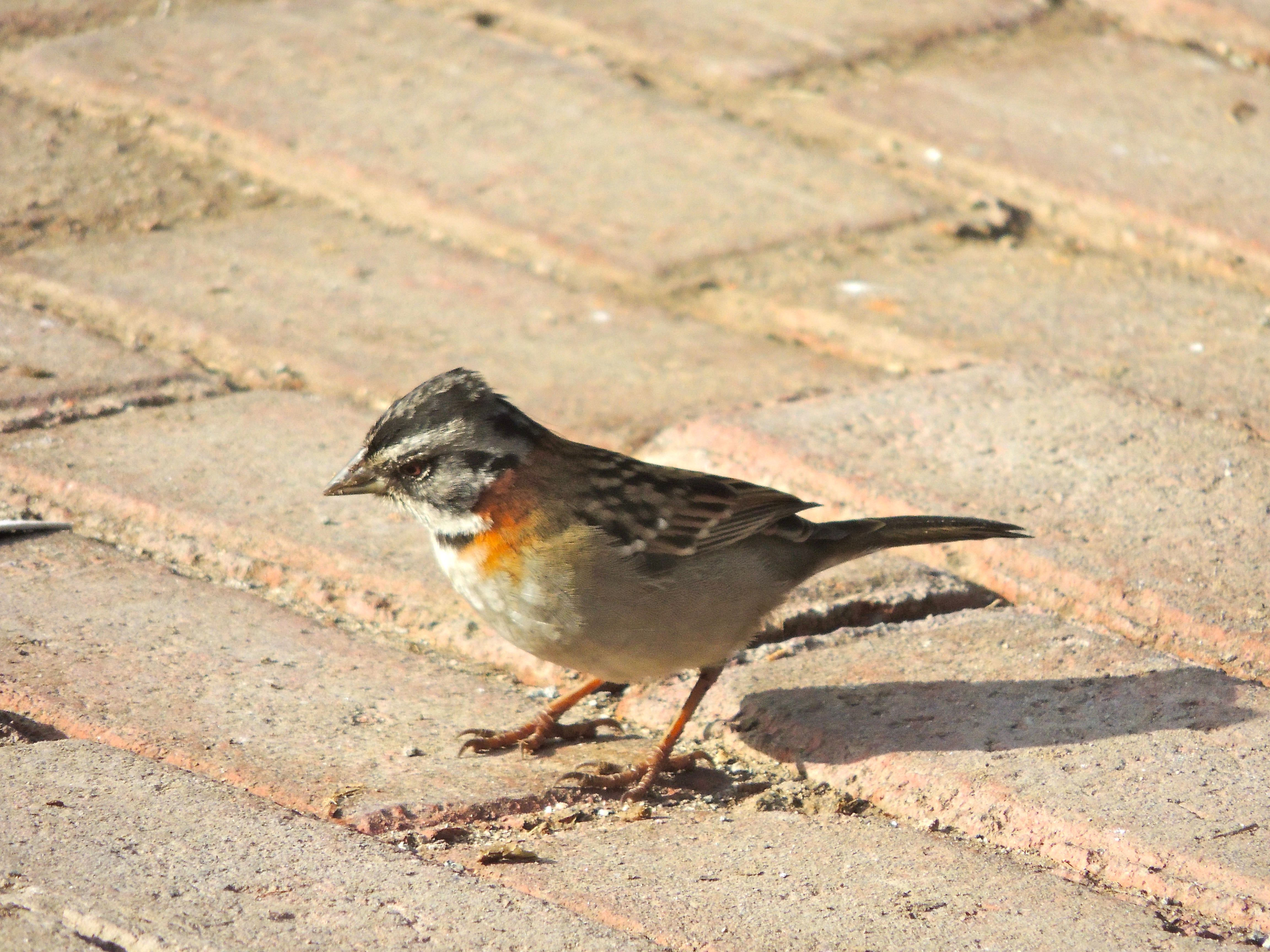 Rufous-collared Sparrow