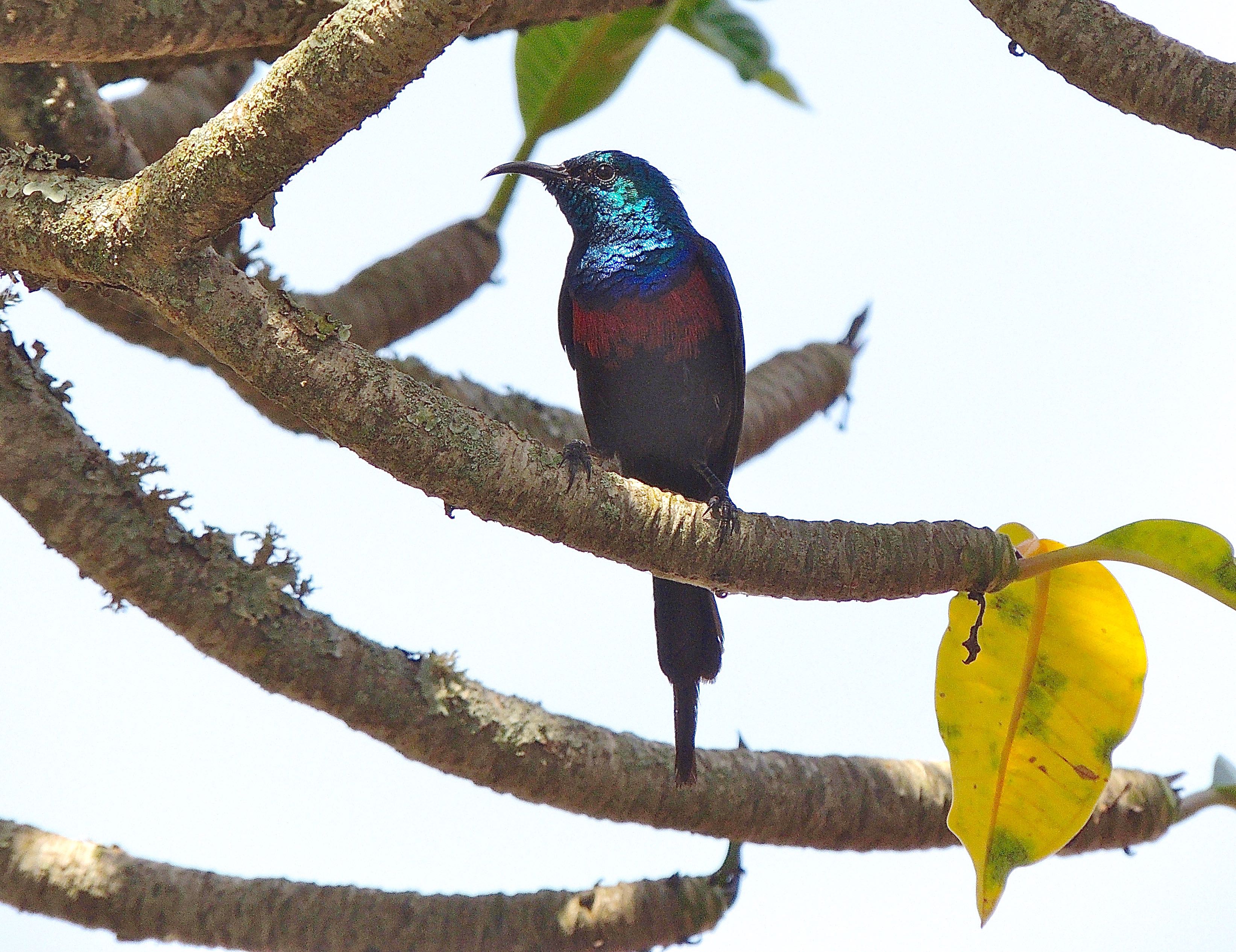 Red-chested Sunbird