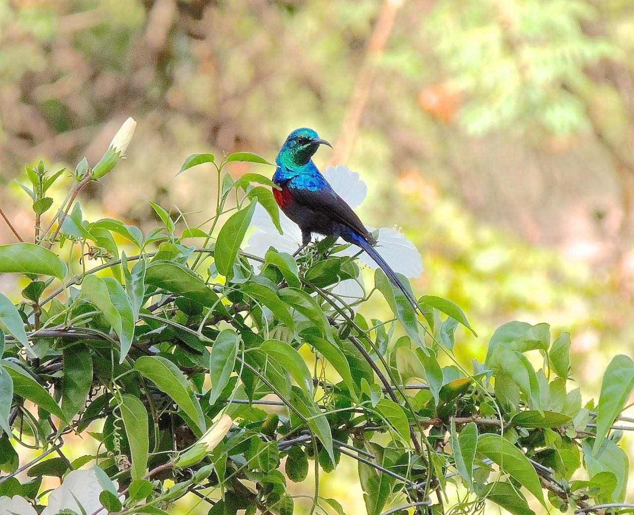 Red-chested Sunbird