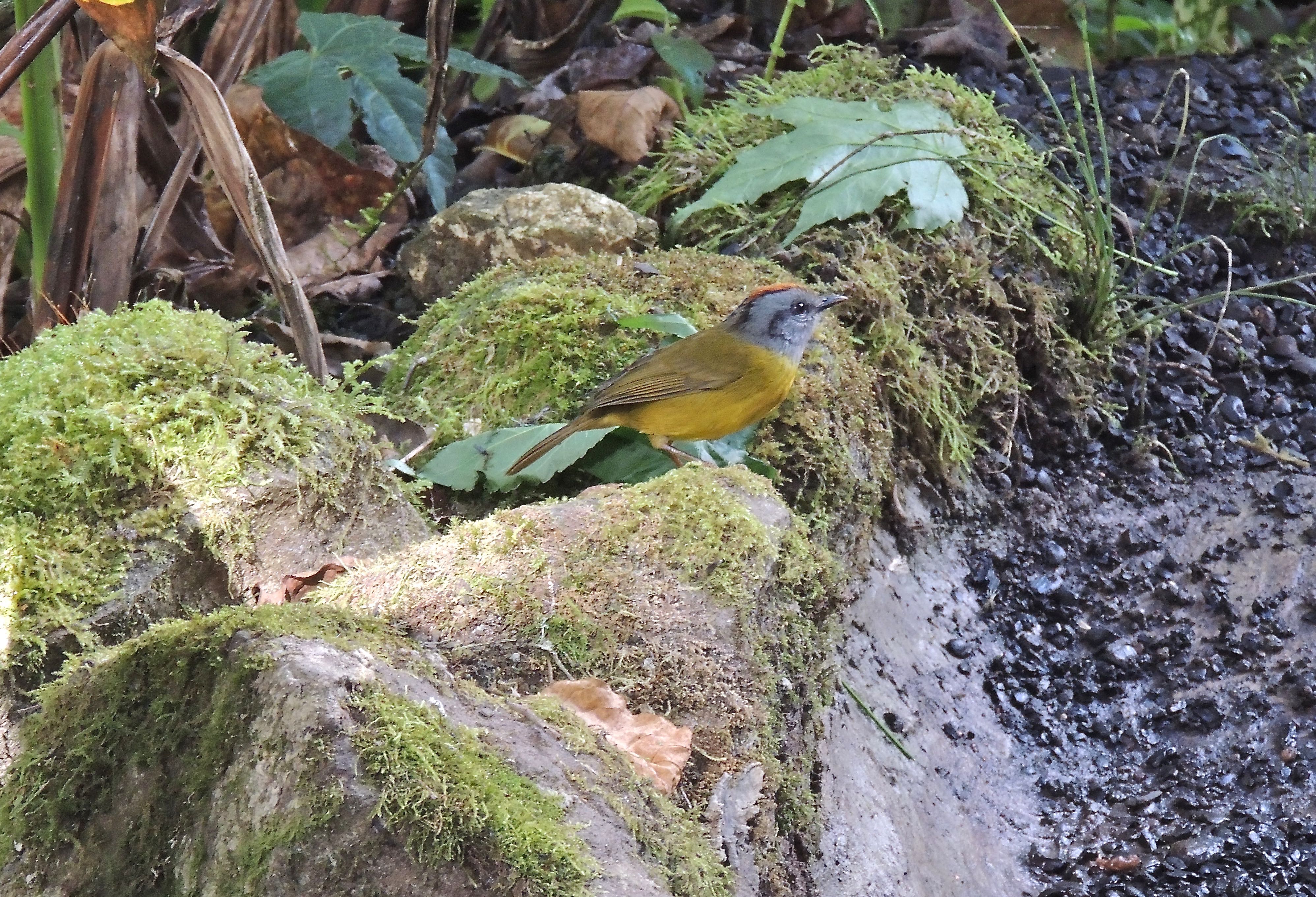 Russet-crowned Warbler