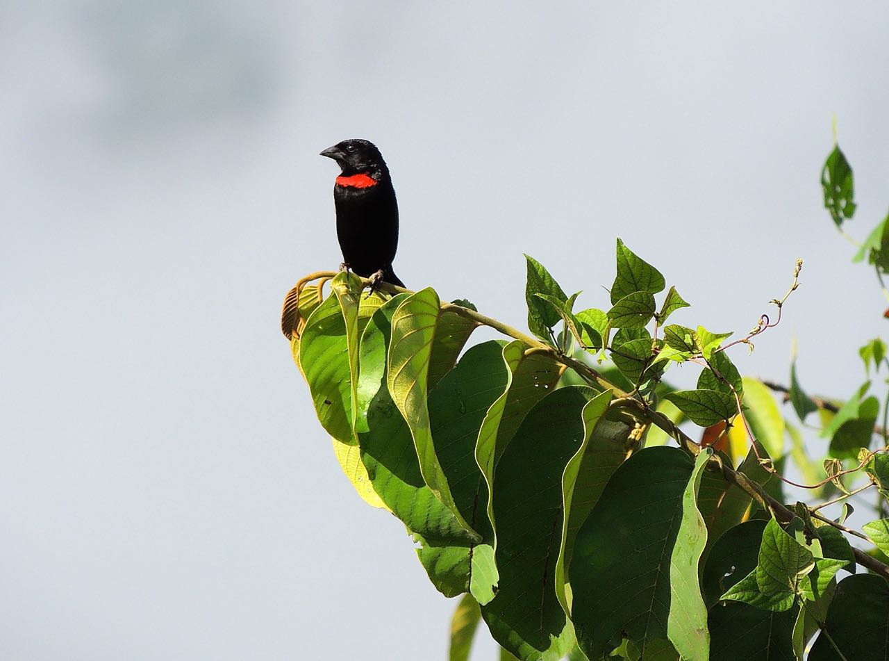 Red-collared Widowbird