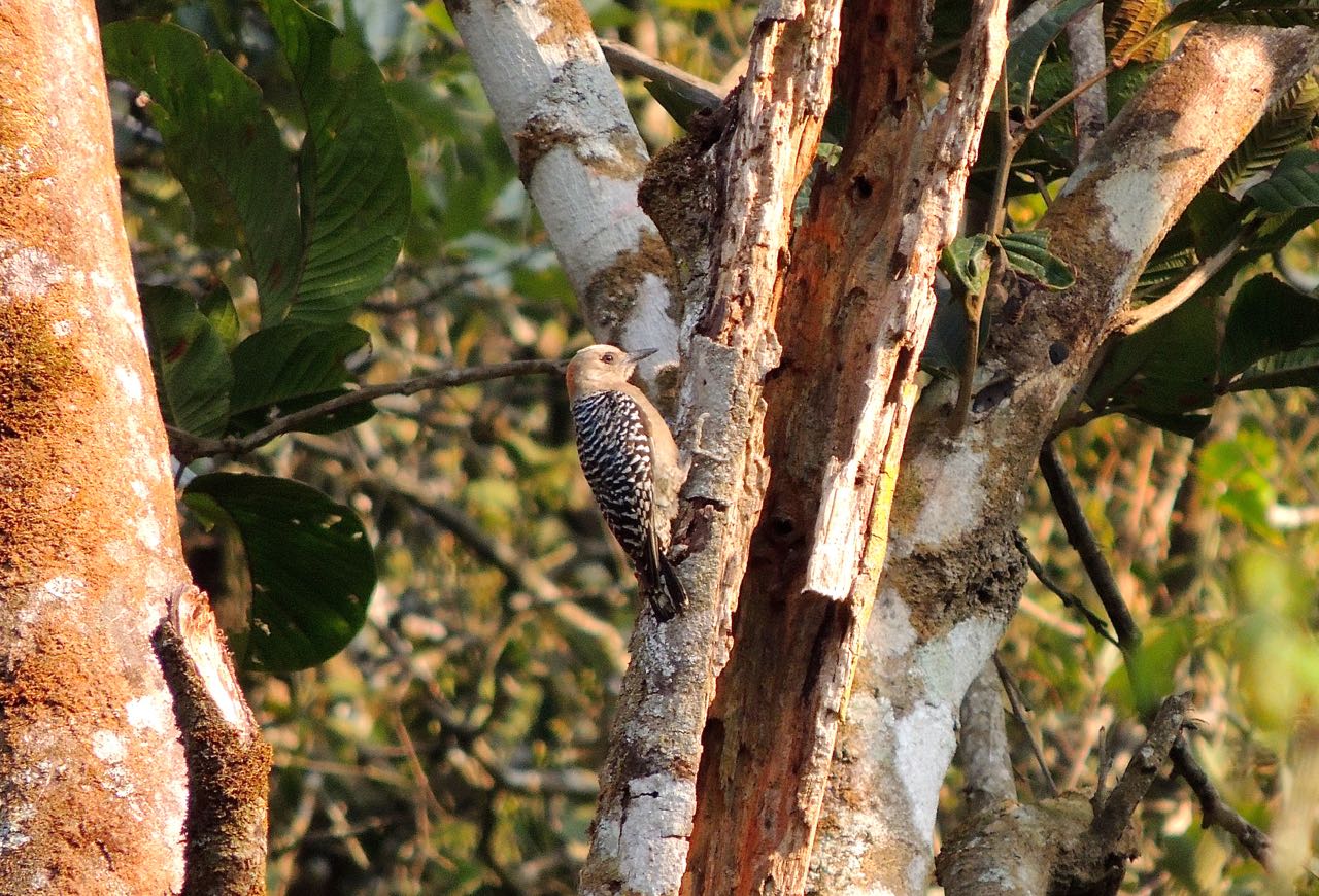 Red-capped Woodpecker