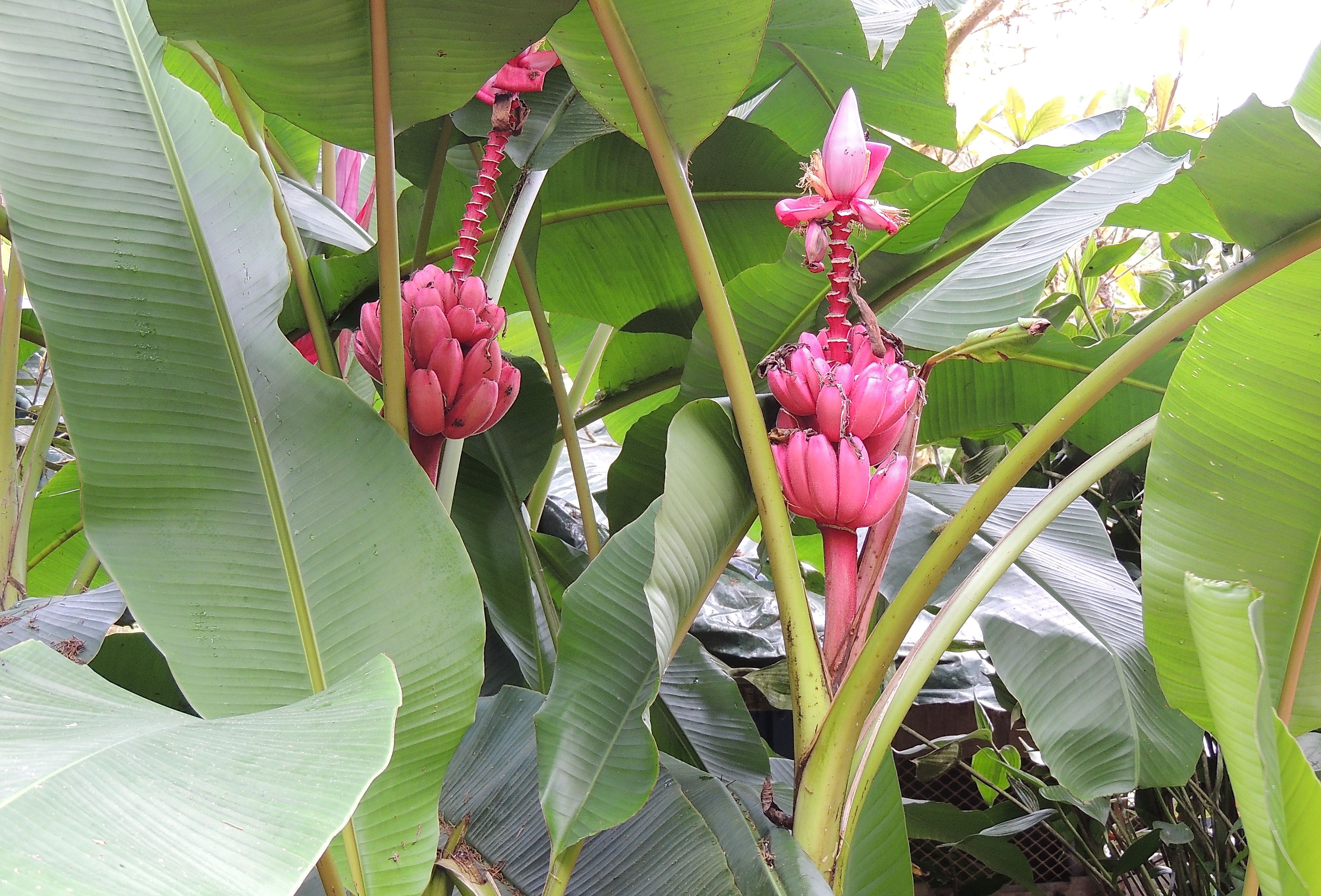 Red Banana Tree