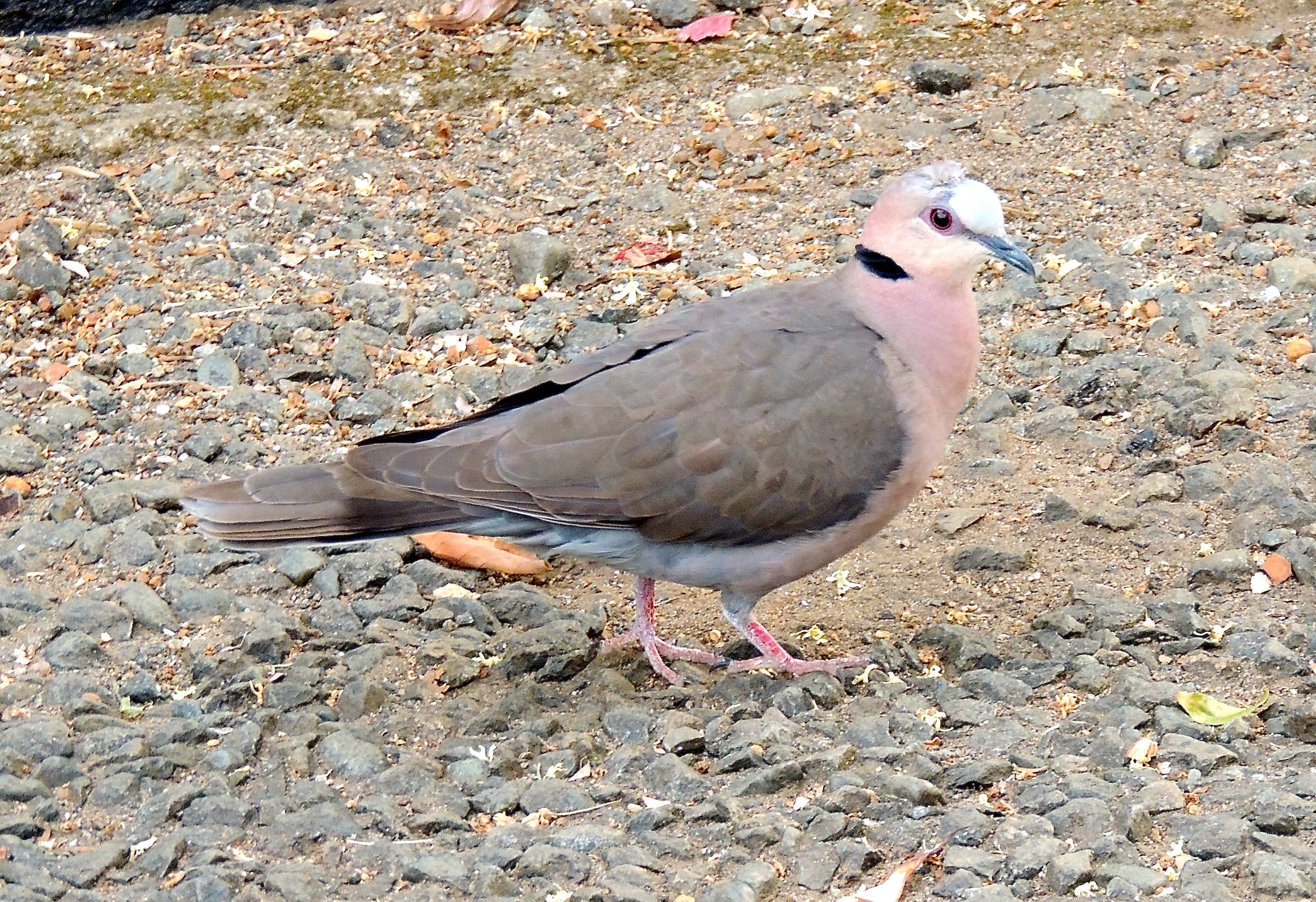 Red-eyed Dove