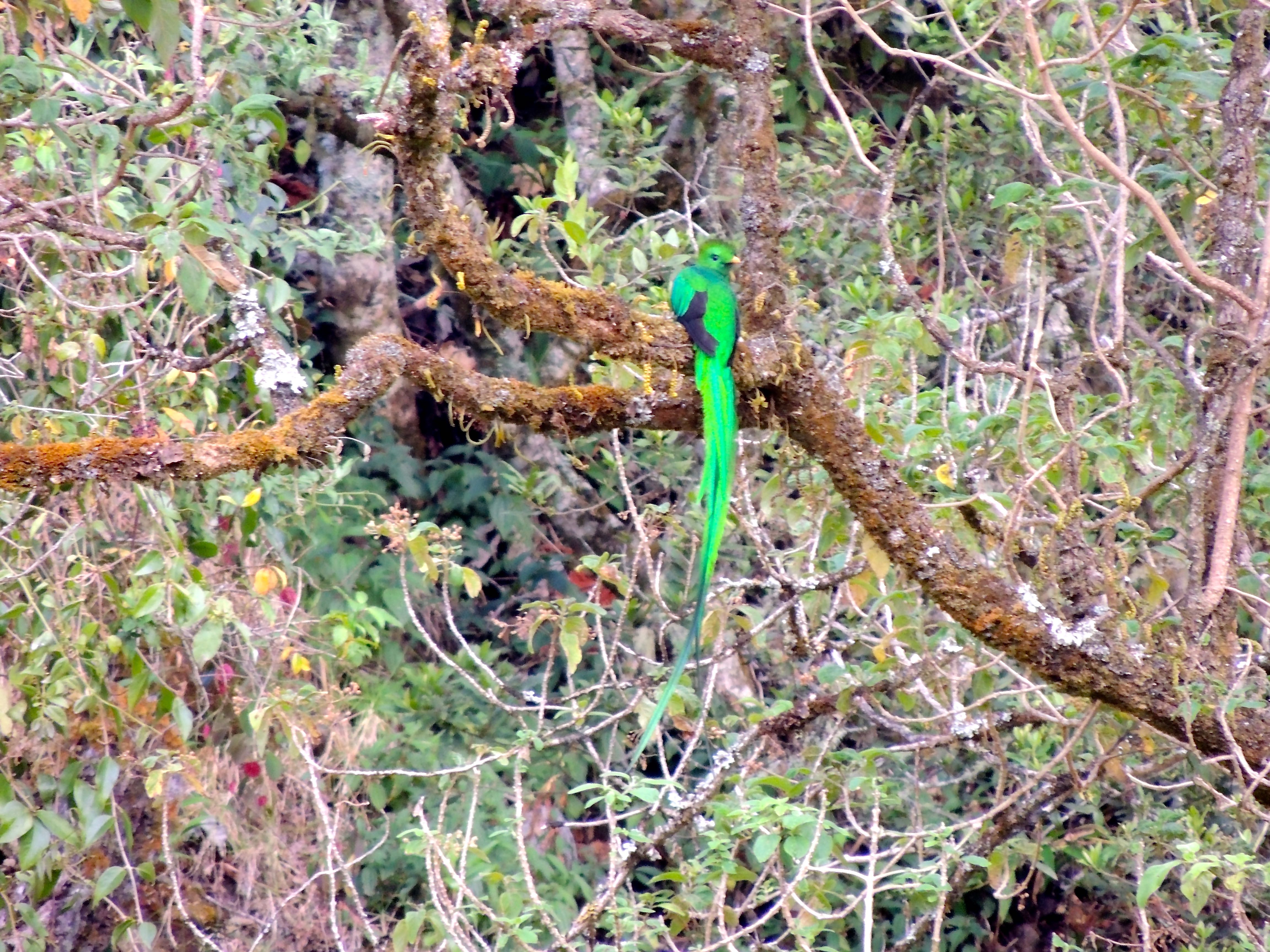 Resplendent Quetzal