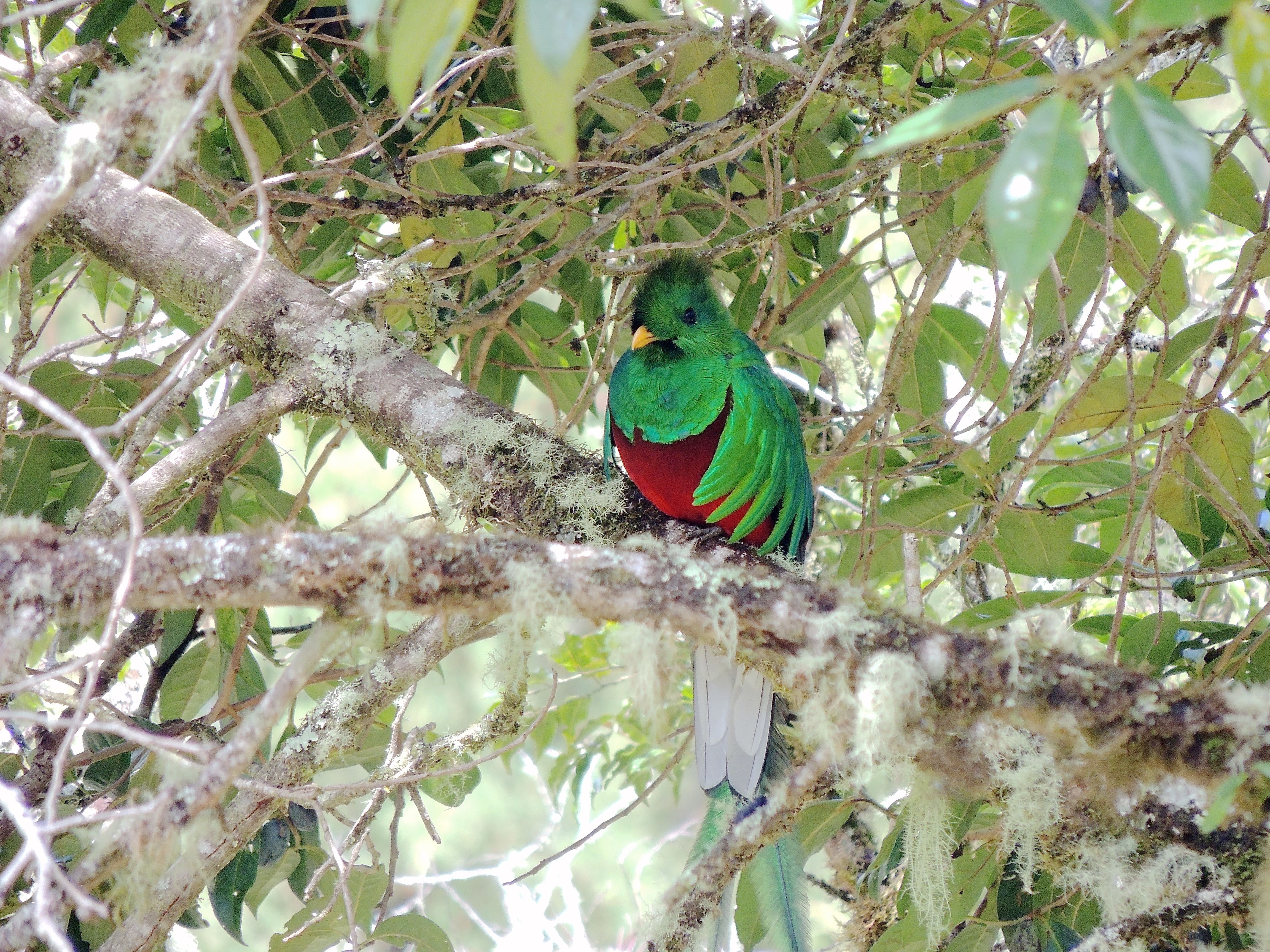 Resplendent Quetzal