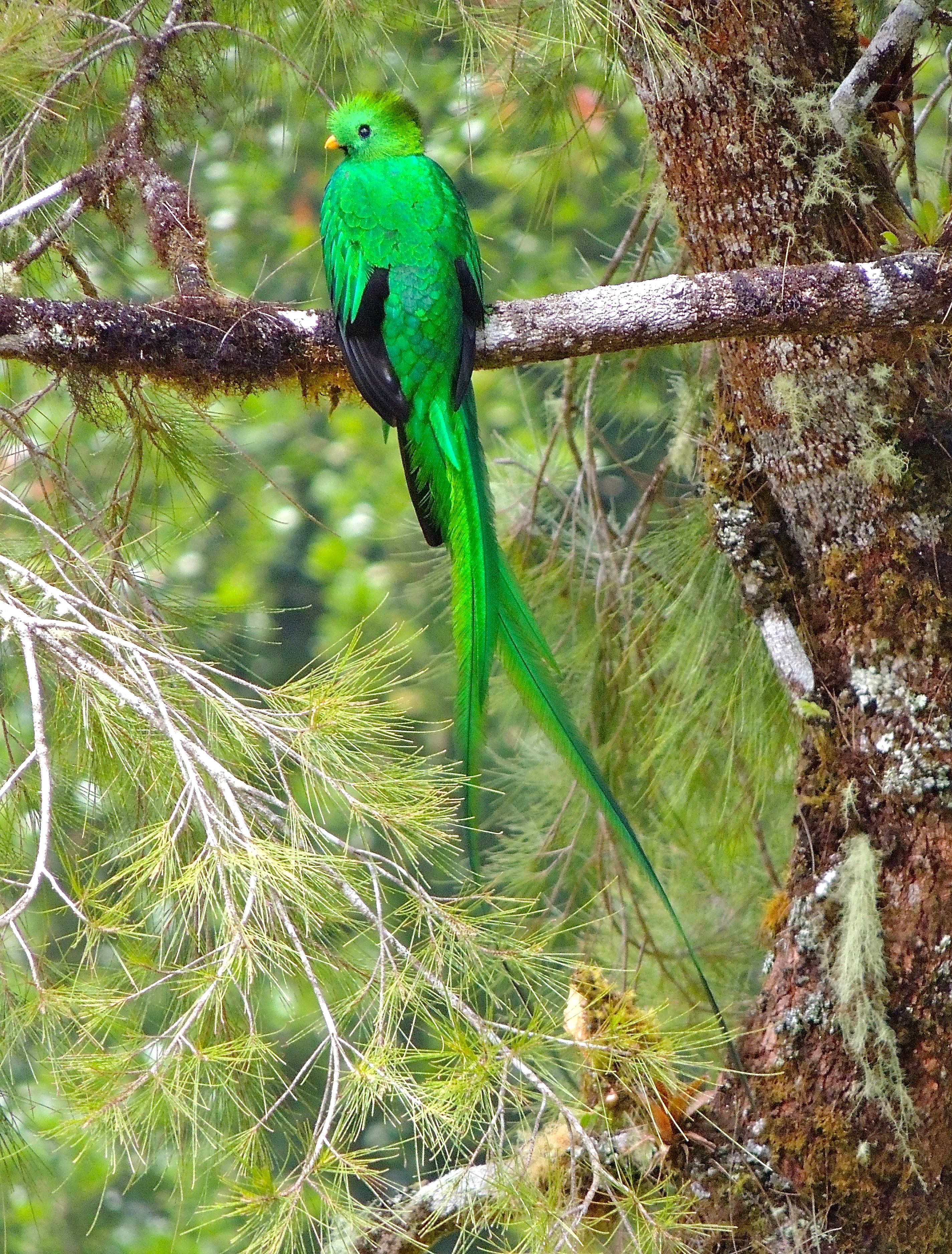 Resplendent Quetzal