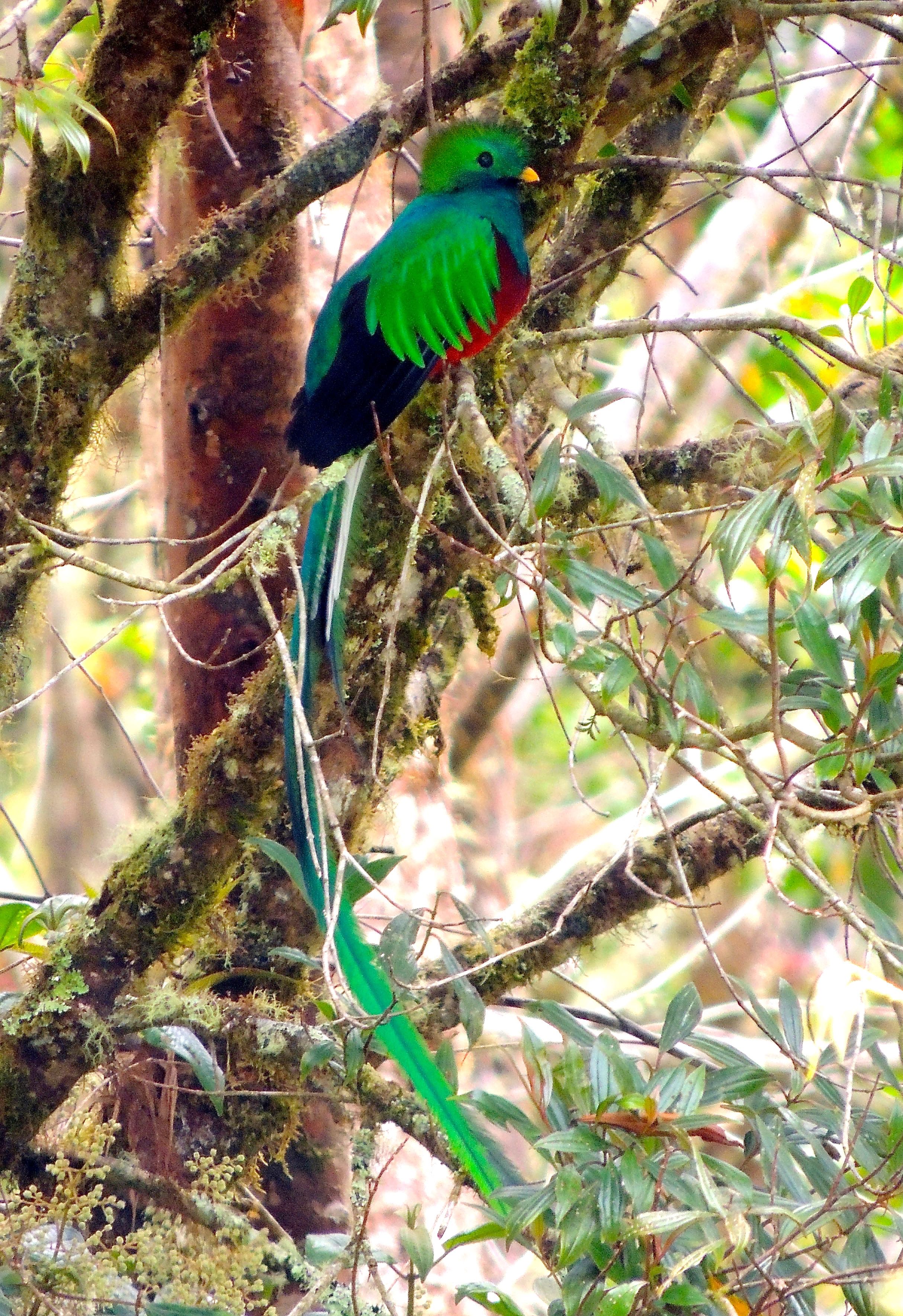 Resplendent Quetzal