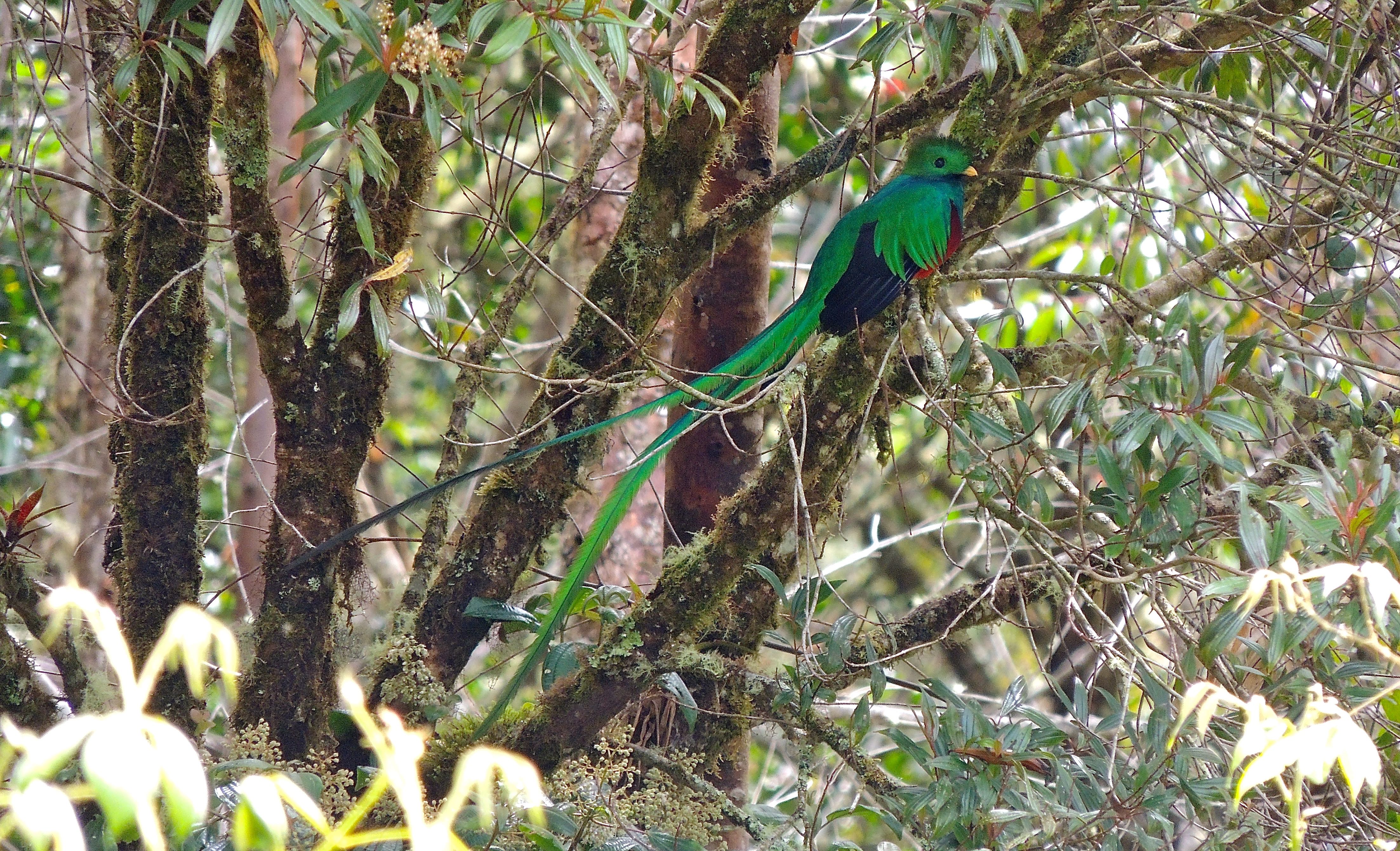 Resplendent Quetzal