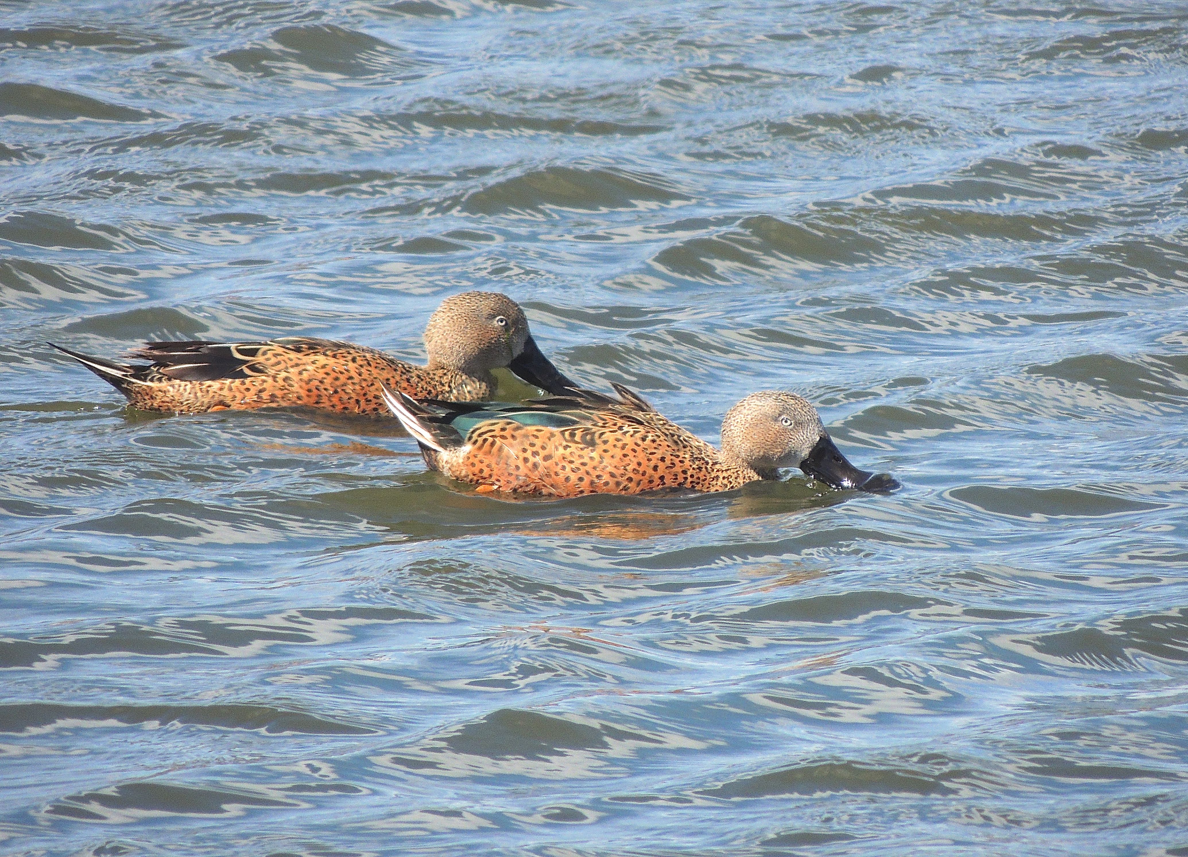 Red Shovelers