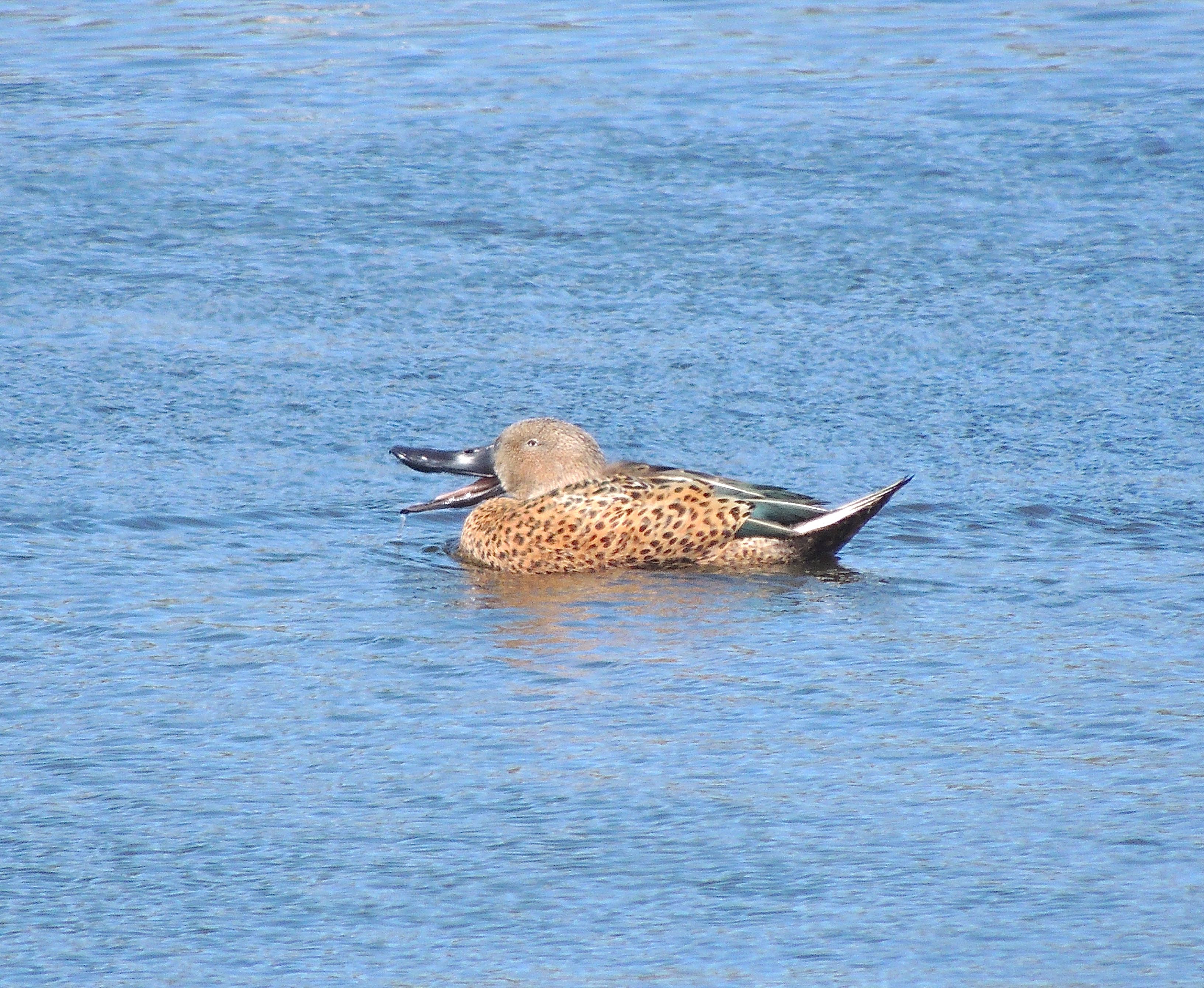 Red Shoveler