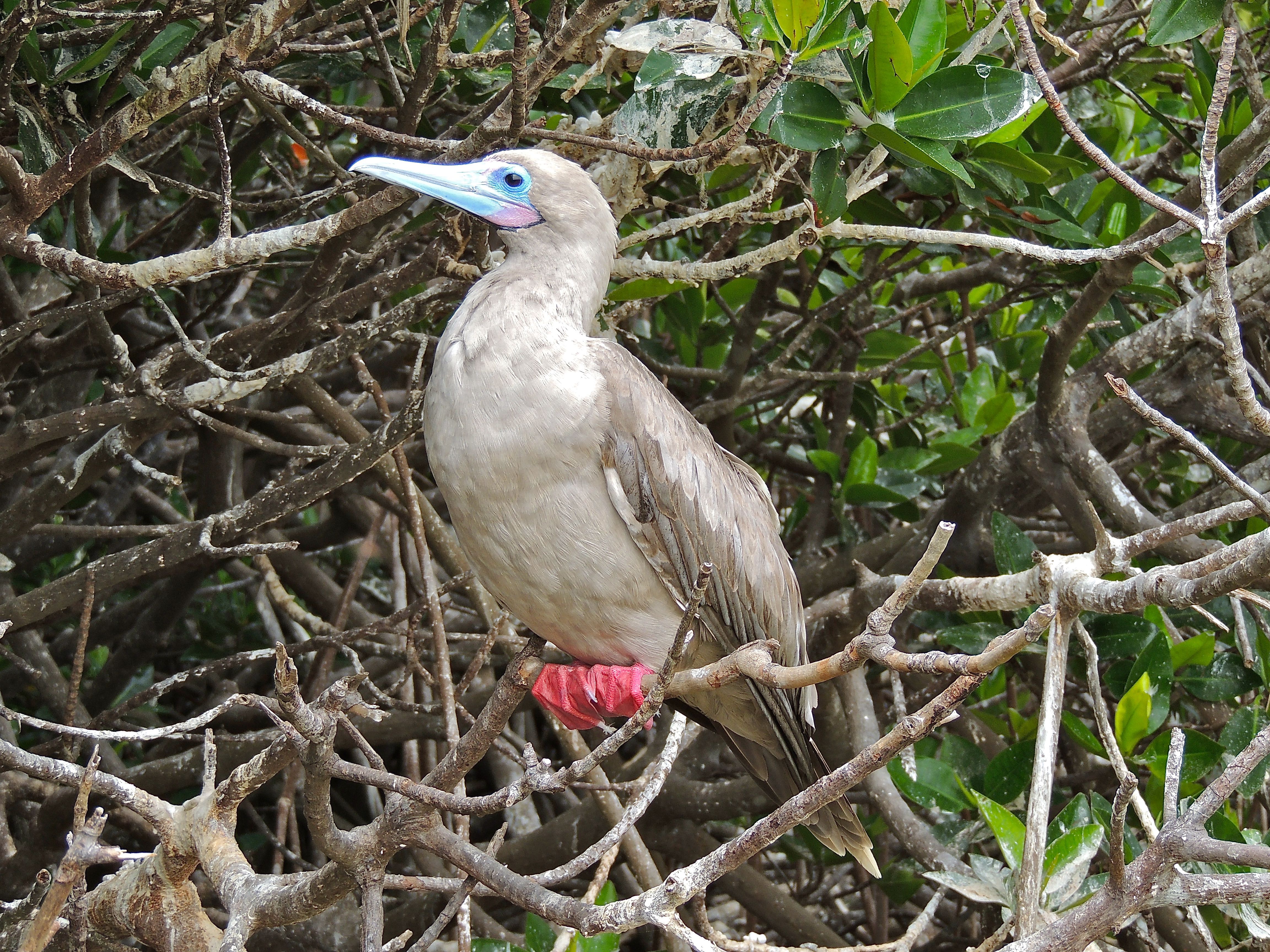 Red-footed Booby