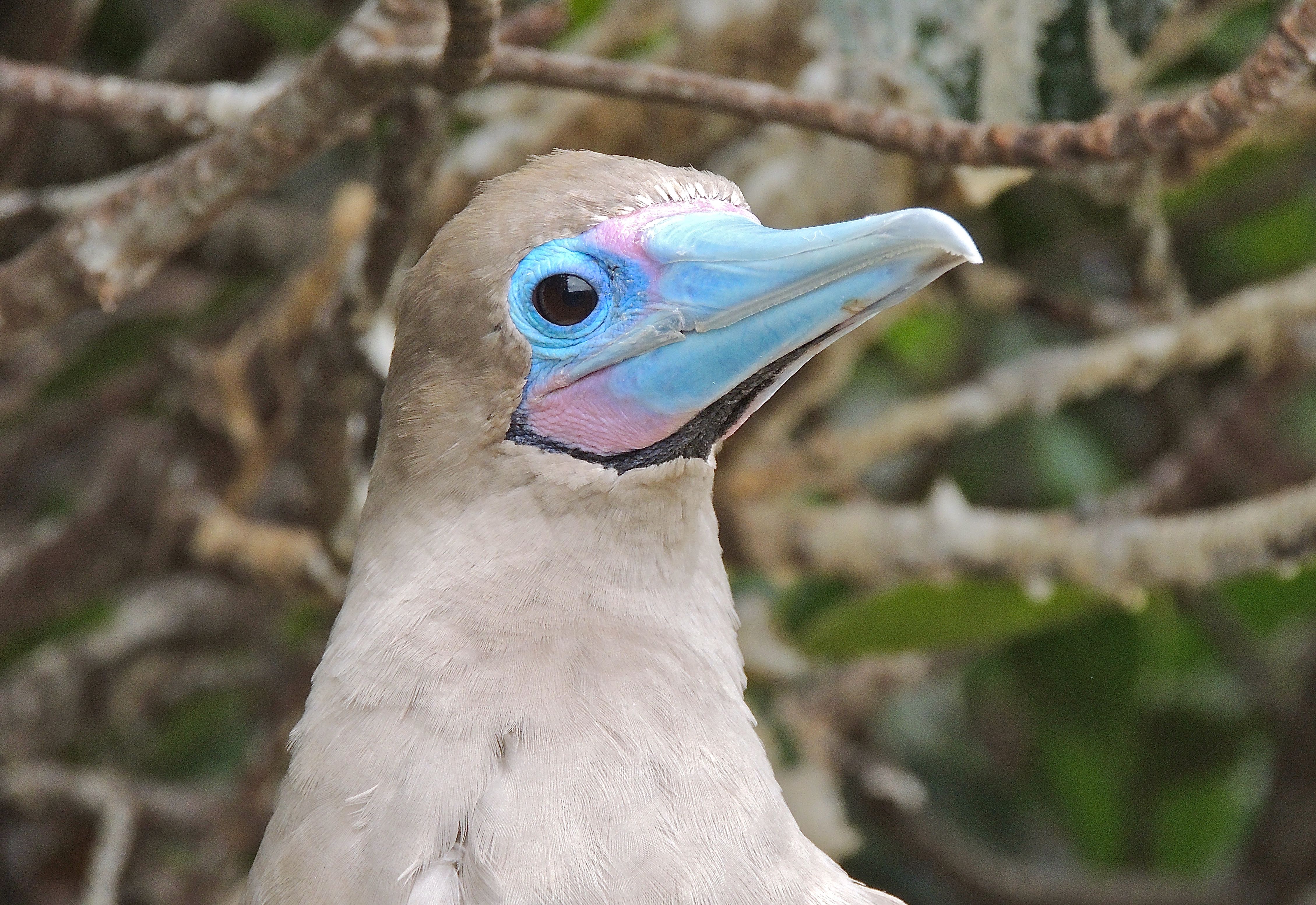 Red-footed Booby