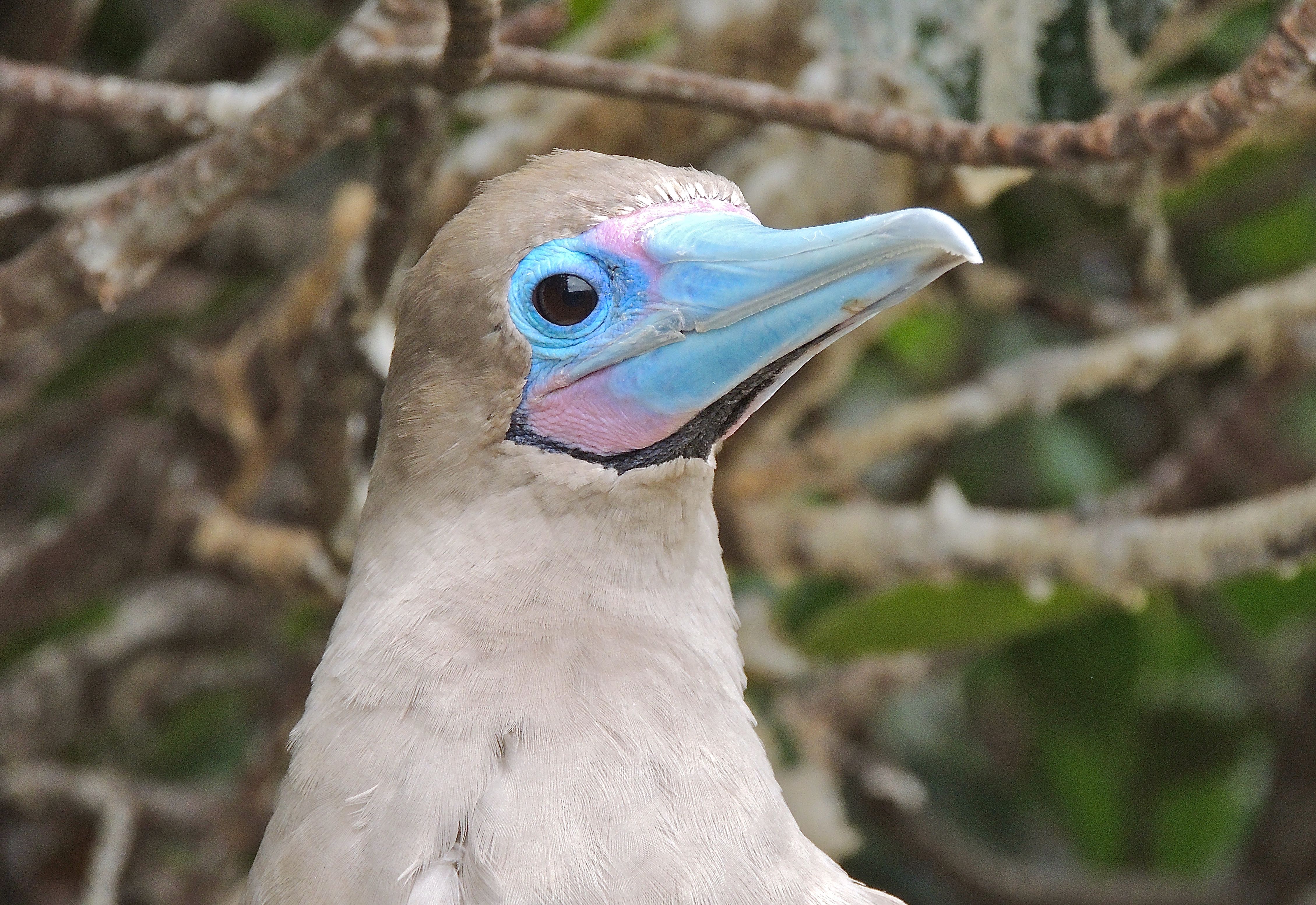 Red-footed Booby