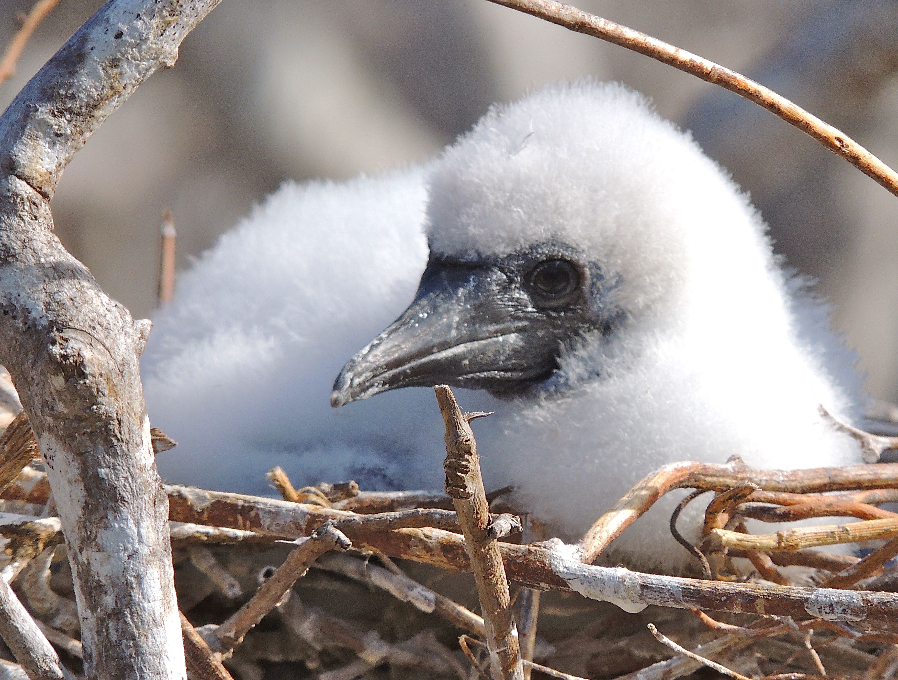 Red-footed Booby