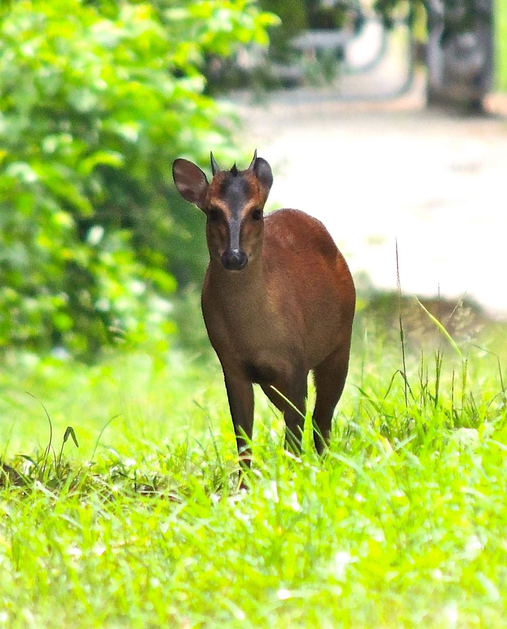 Red Forest Duiker