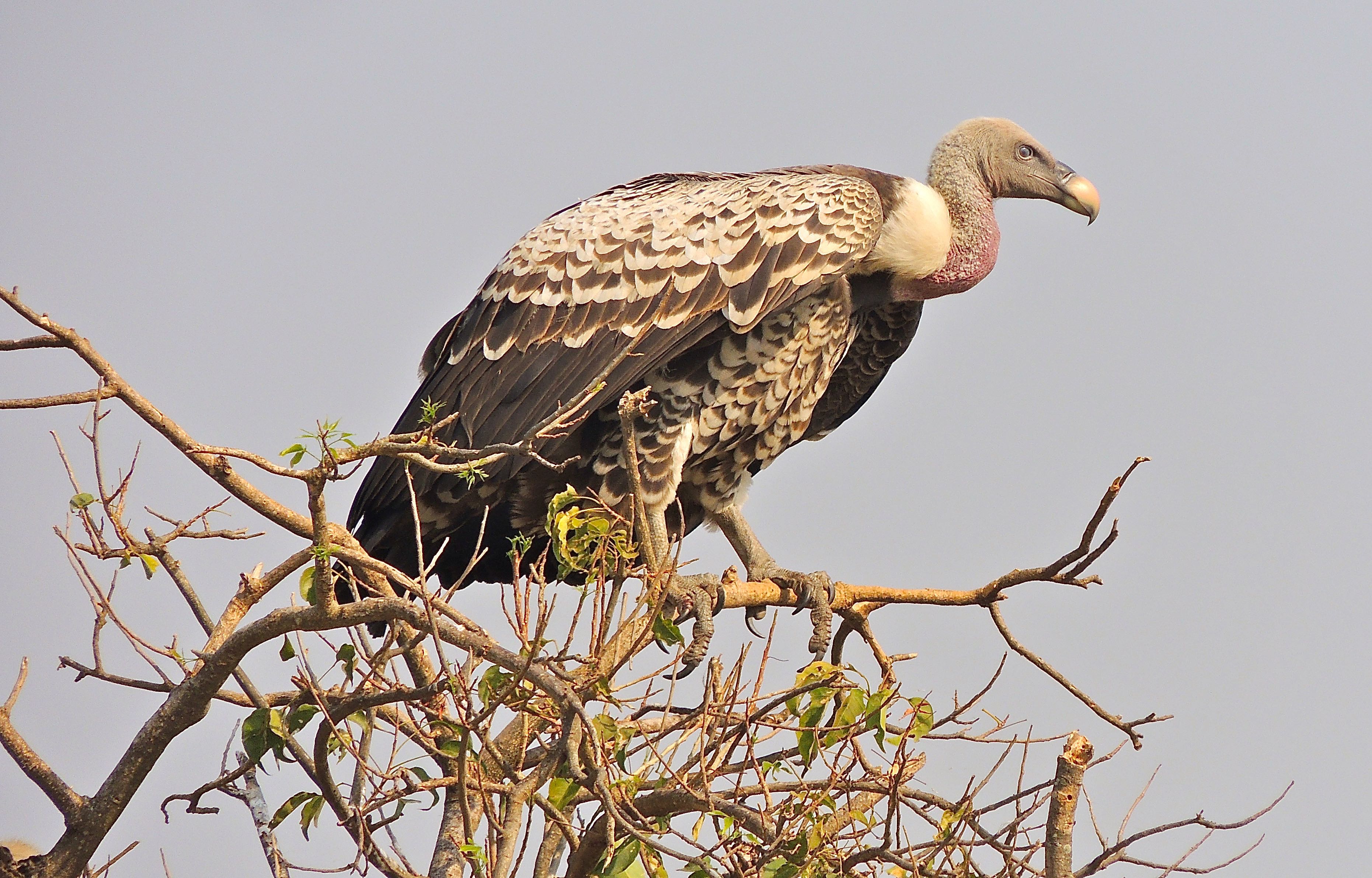 Ruppell's Griffon Vulture