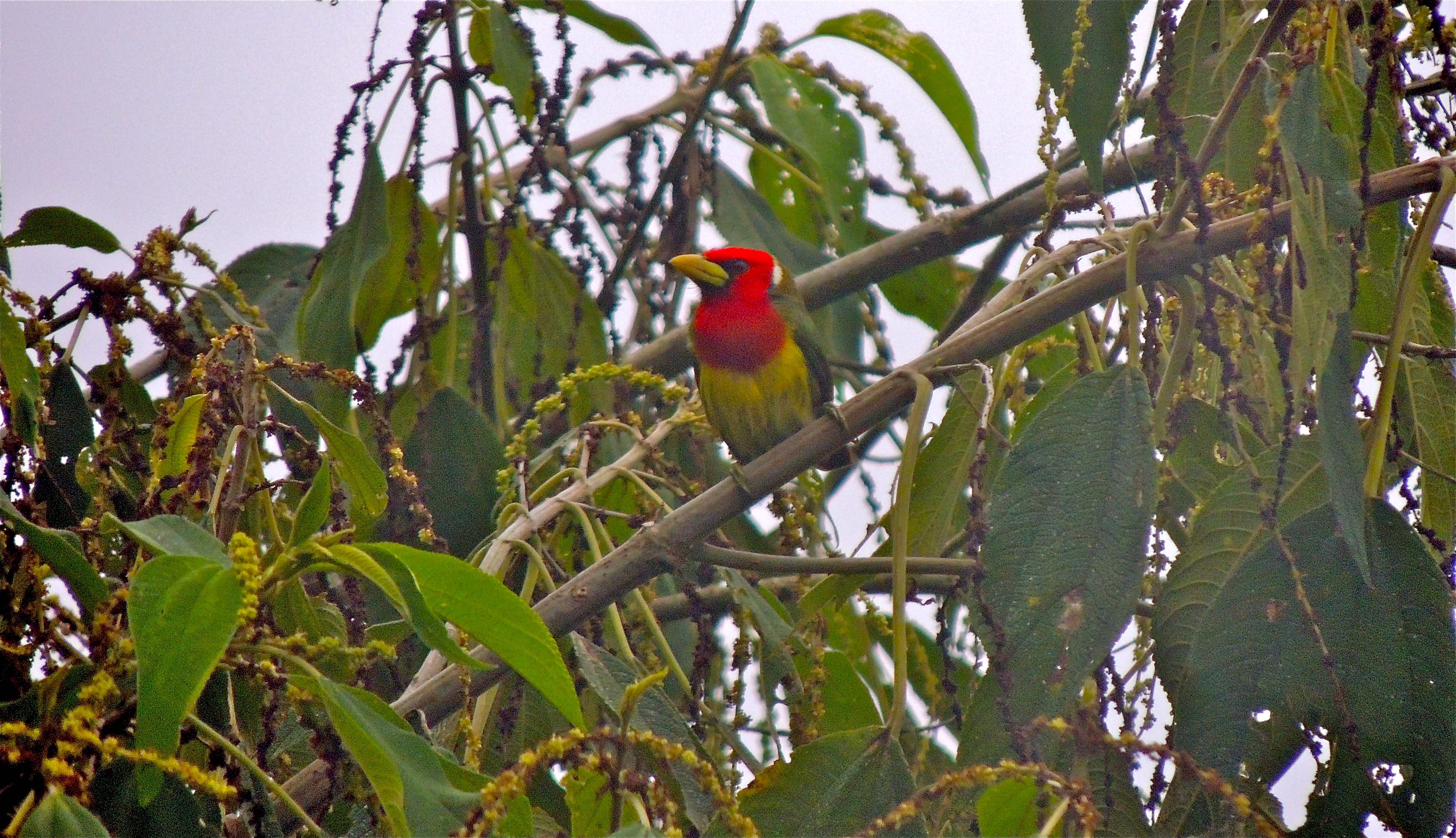 Red-headed Barbet