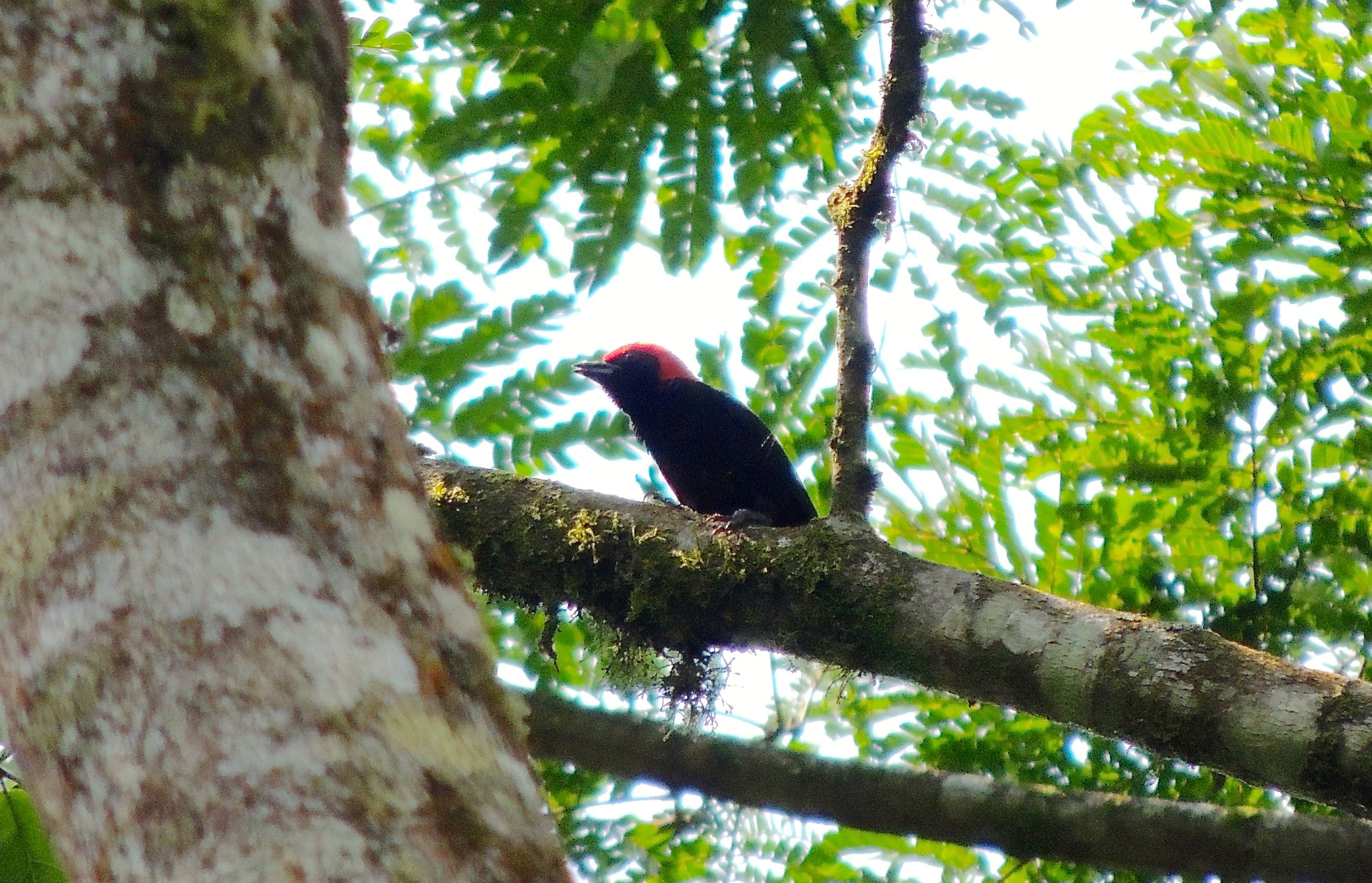 Red-headed Malimbe