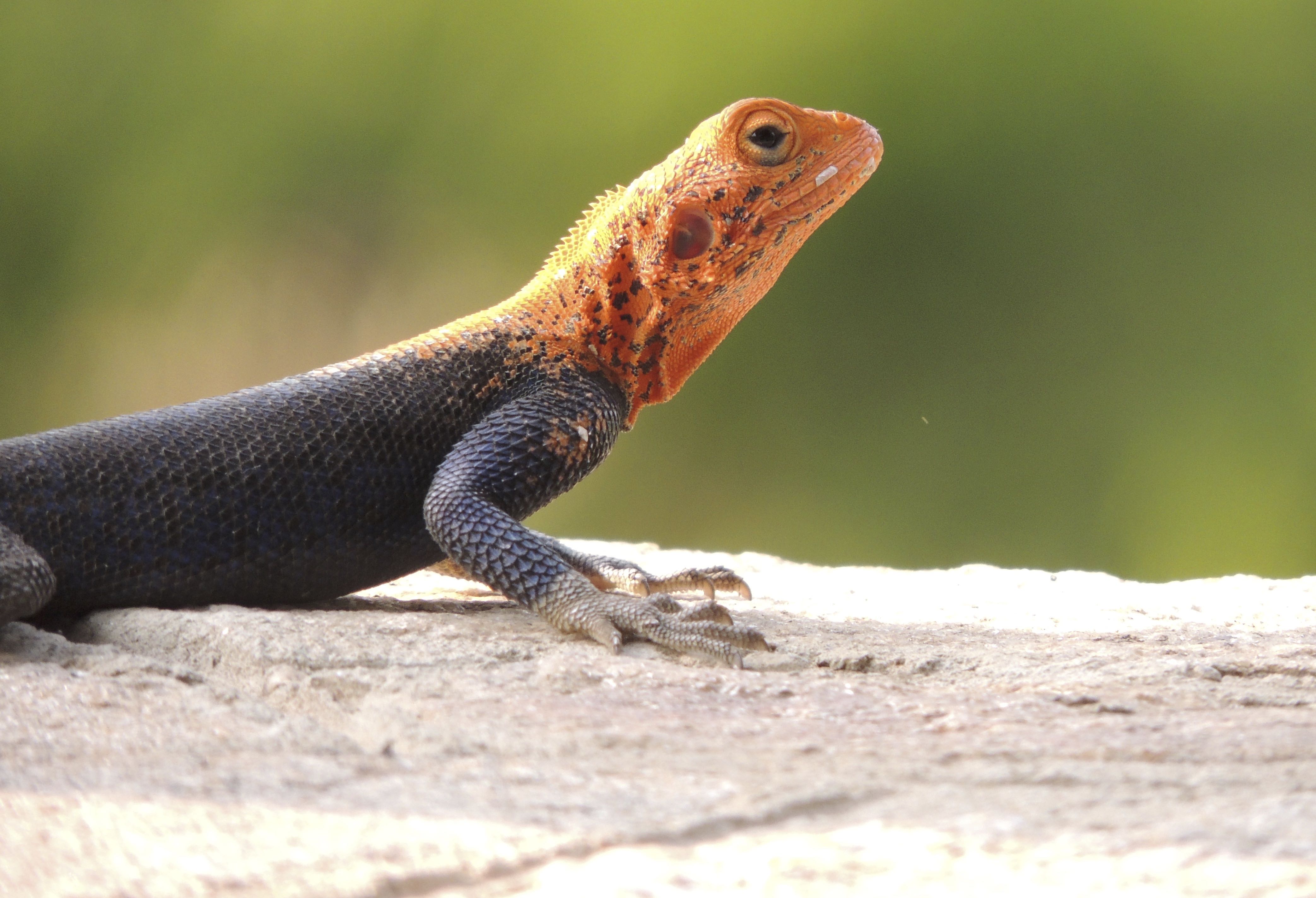 Red-headed Rock Agama