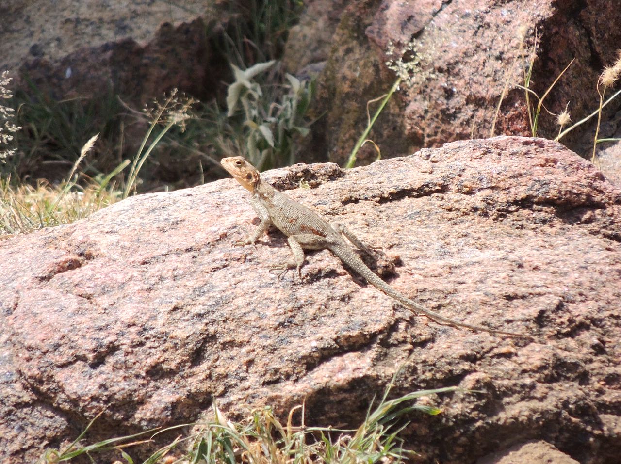 Red-headed Rock Agama