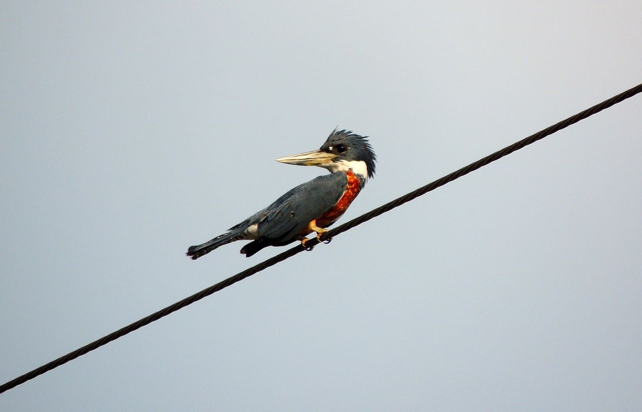 Ringed Kingfisher