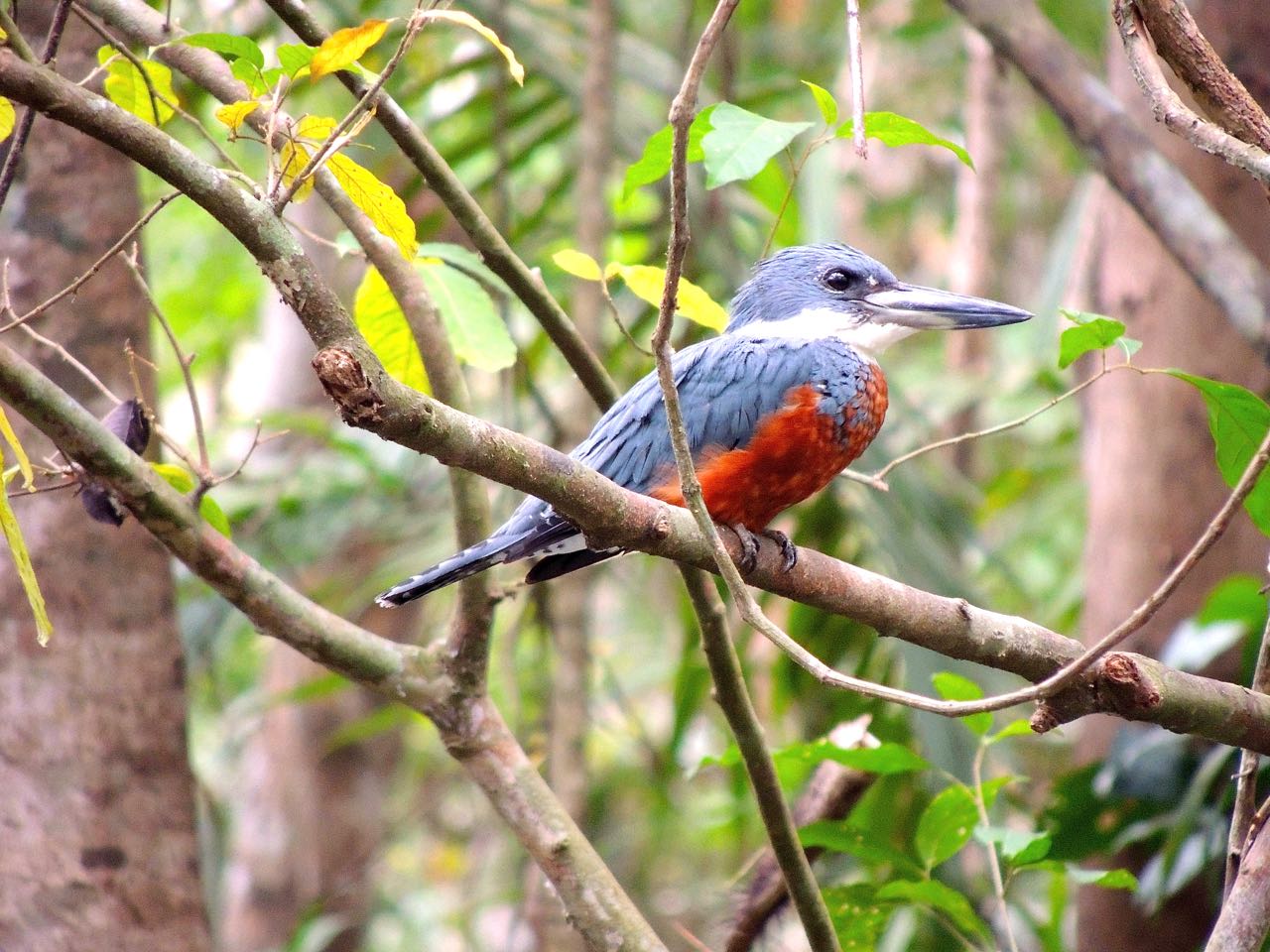 Ringed Kingfisher