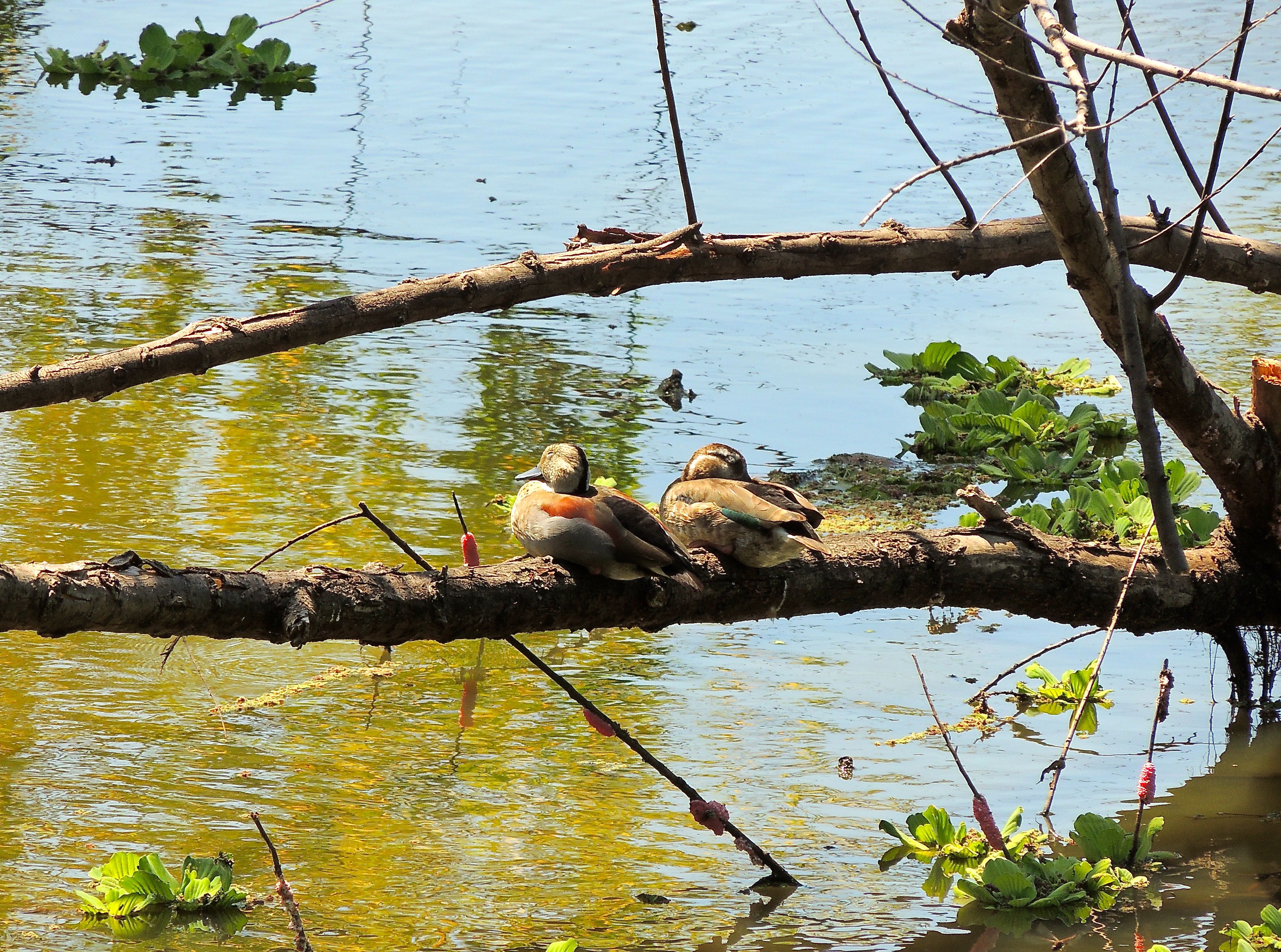 Ringed Teals