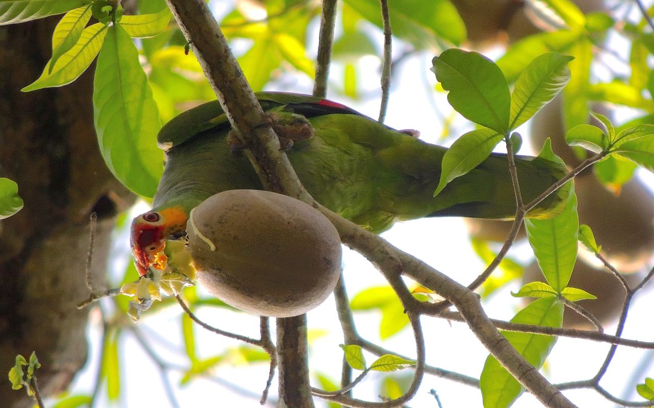 Red-lored Parrot