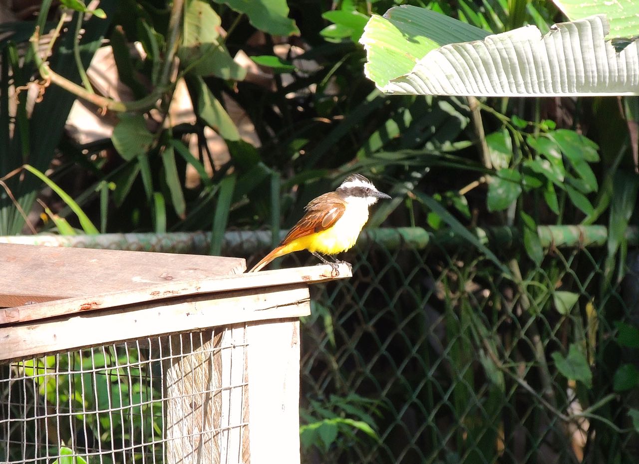 Rusty-margined Flycatcher