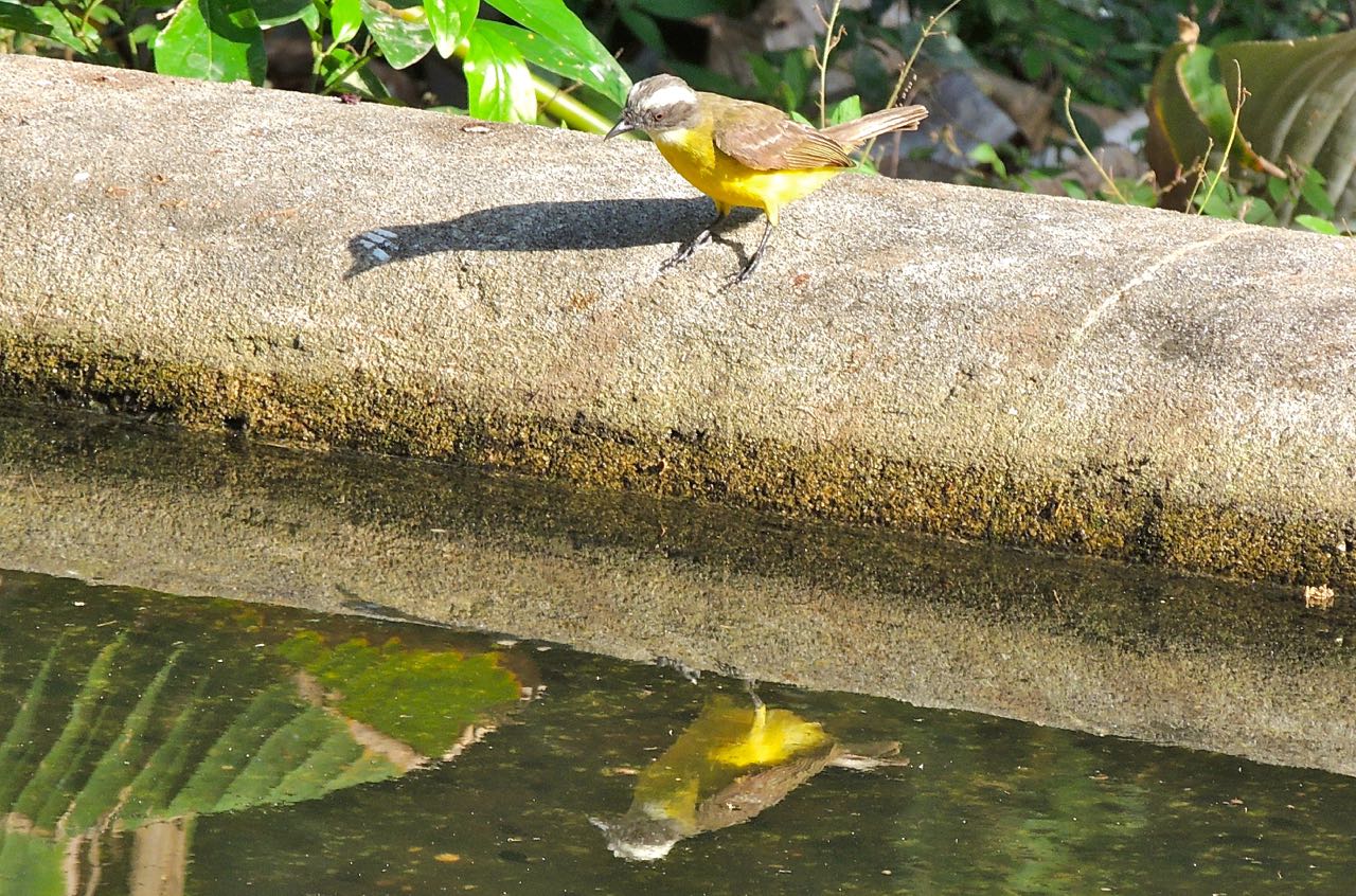 Rusty-margined Flycatcher